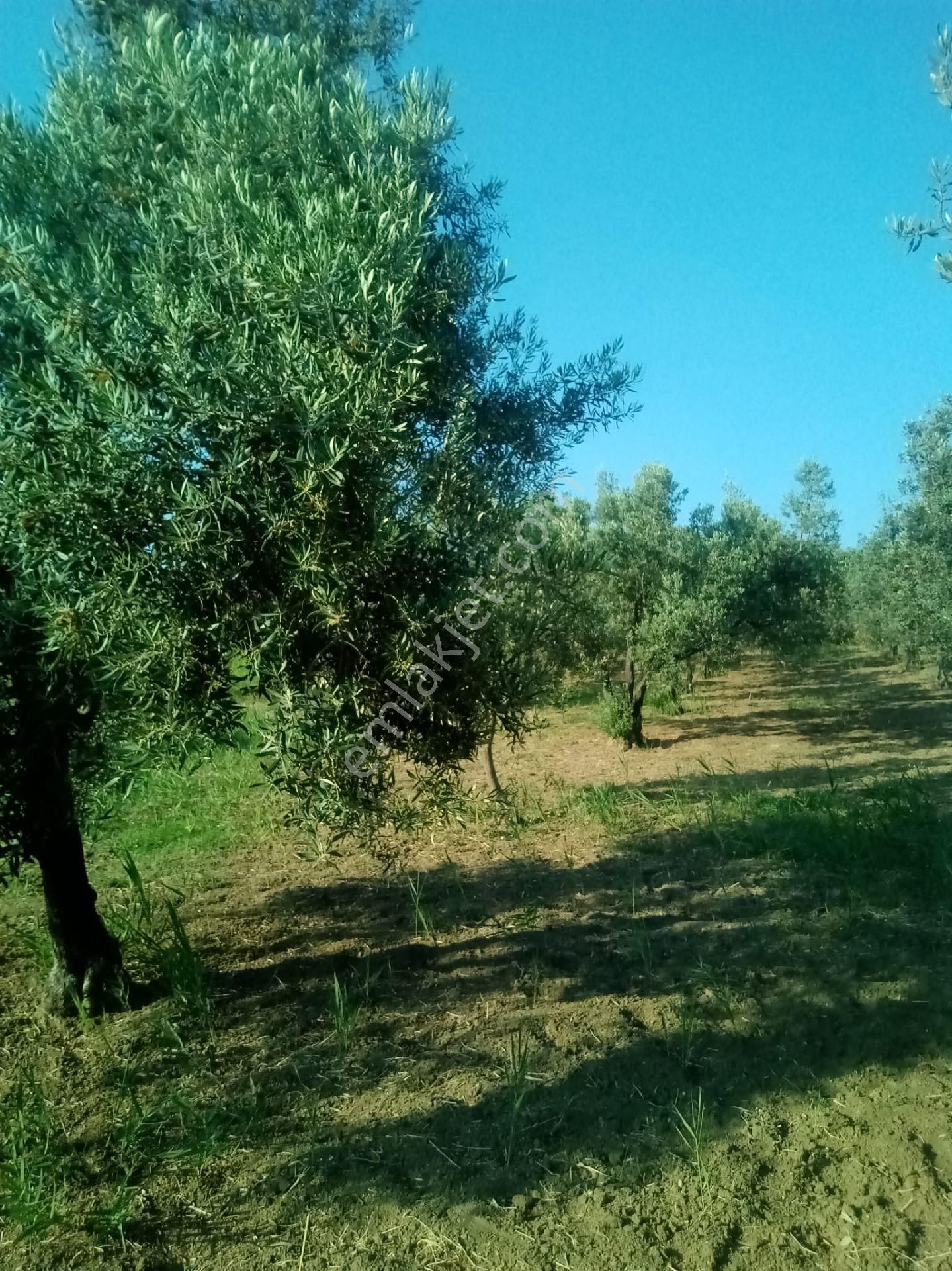 Parlar Emlaktan Satılık Zeytinlik 3.700 Metre İçerisinde 100 Ağaç Zeytin Bulunmaktadır