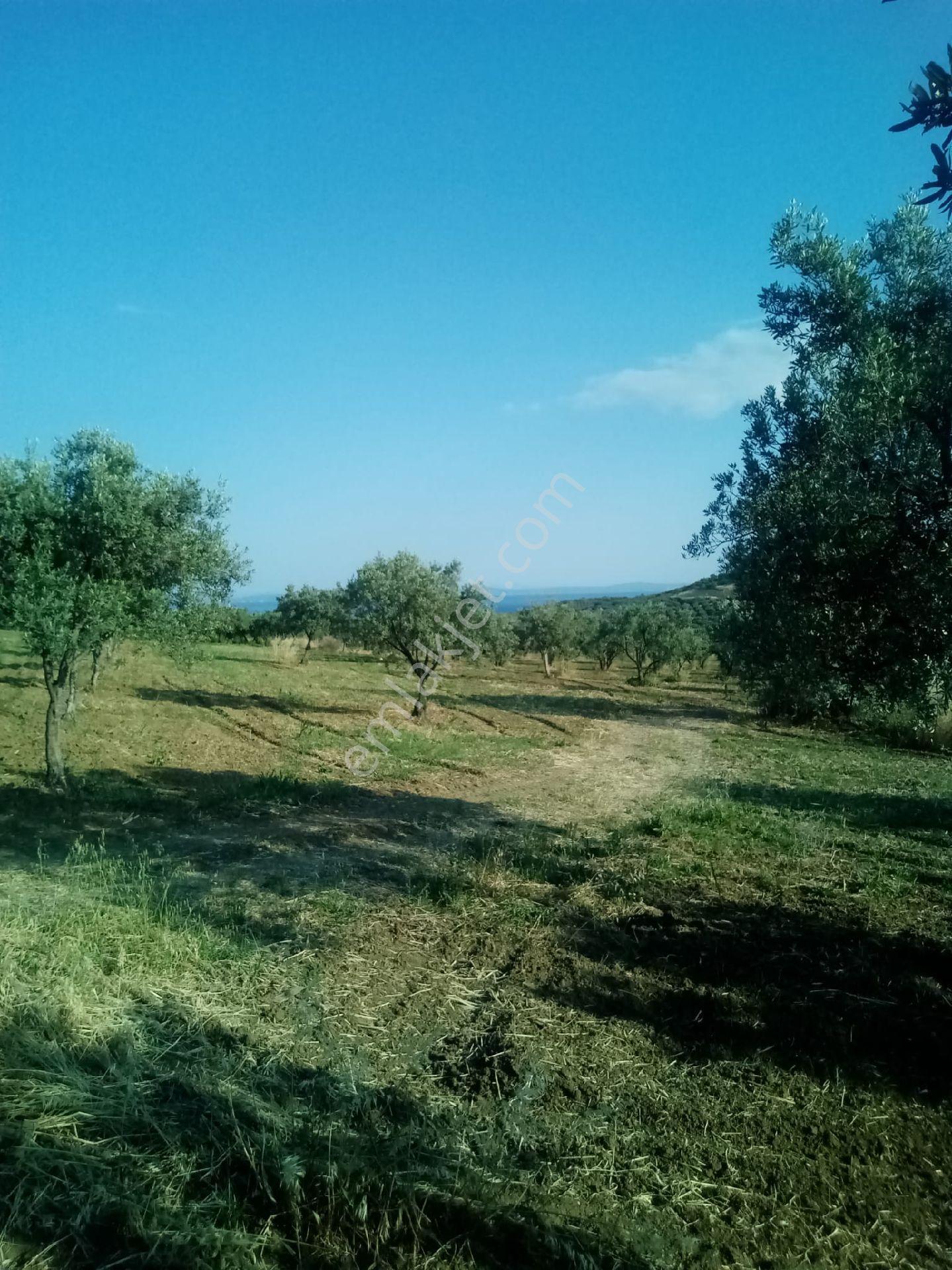 Parlar Emlaktan Satılık Zeytinlik 3.700 Metre İçerisinde 100 Ağaç Zeytin Bulunmaktadır - Görsel 7