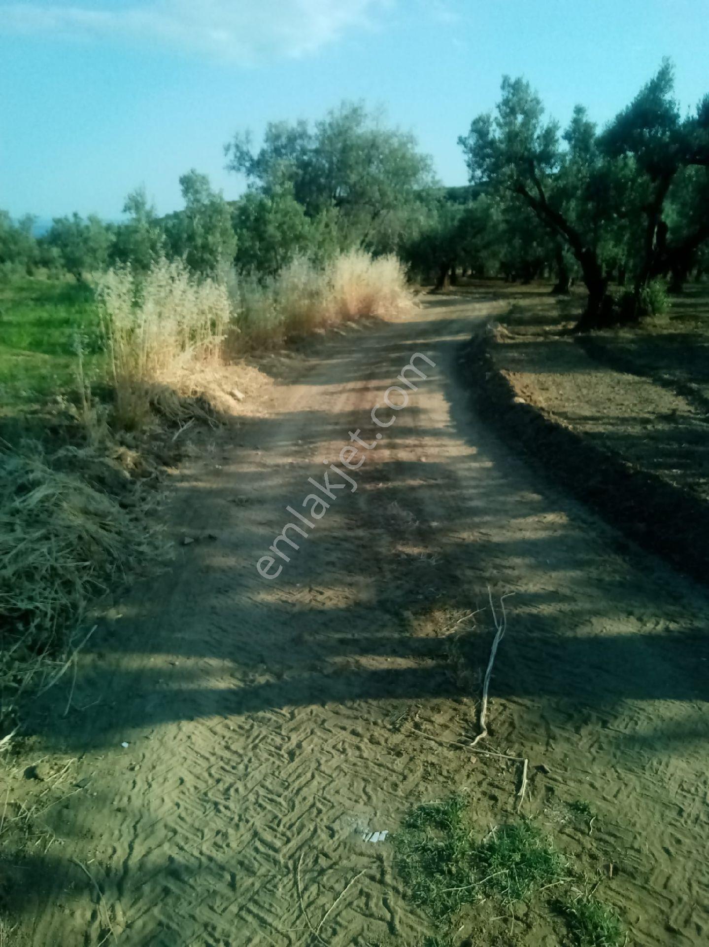 Parlar Emlaktan Satılık Zeytinlik 3.700 Metre İçerisinde 100 Ağaç Zeytin Bulunmaktadır - Görsel 3