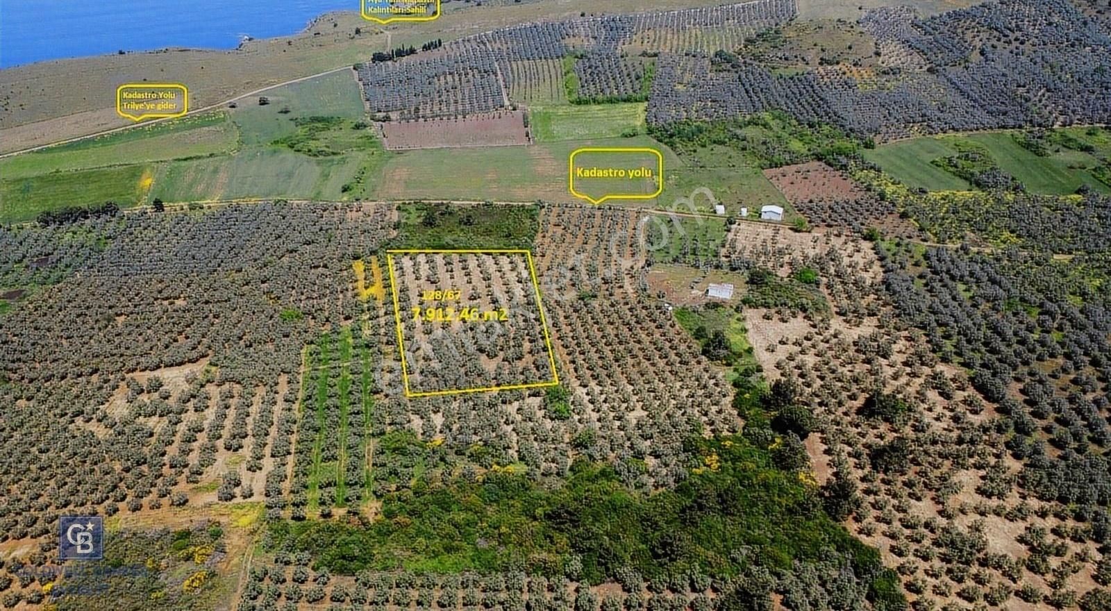 Cb Everest'ten Mudanya Halilbey'de Satılık Bakımlı Zeytinlik