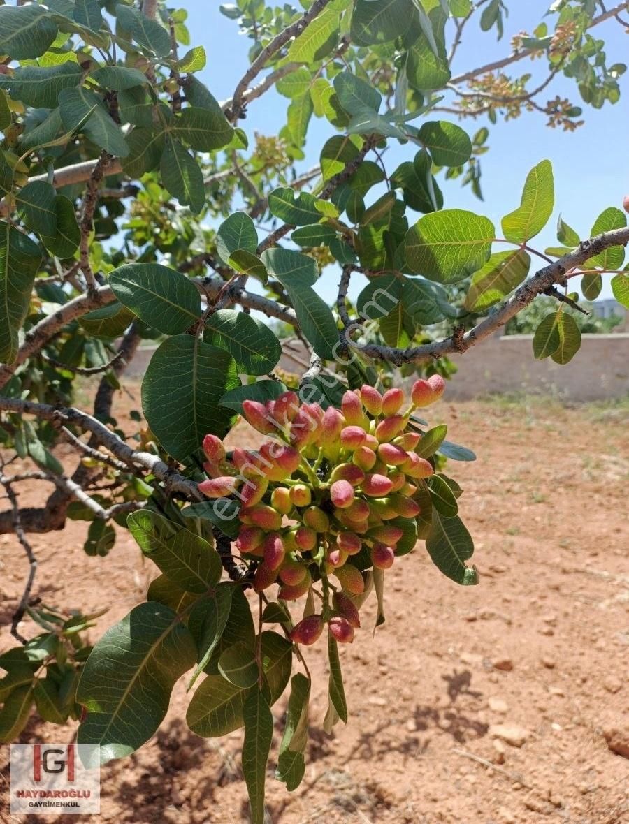 Karadinekte İmara Yakın Satılık Zeytin Bahçesi