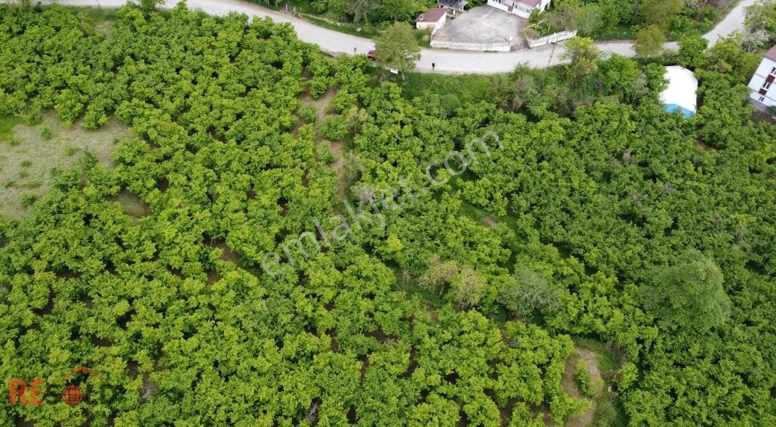 Resolddan Çatalpınarda Müstakil Tapulu 5.000 M2 Satılık Arsa..! - Görsel 6