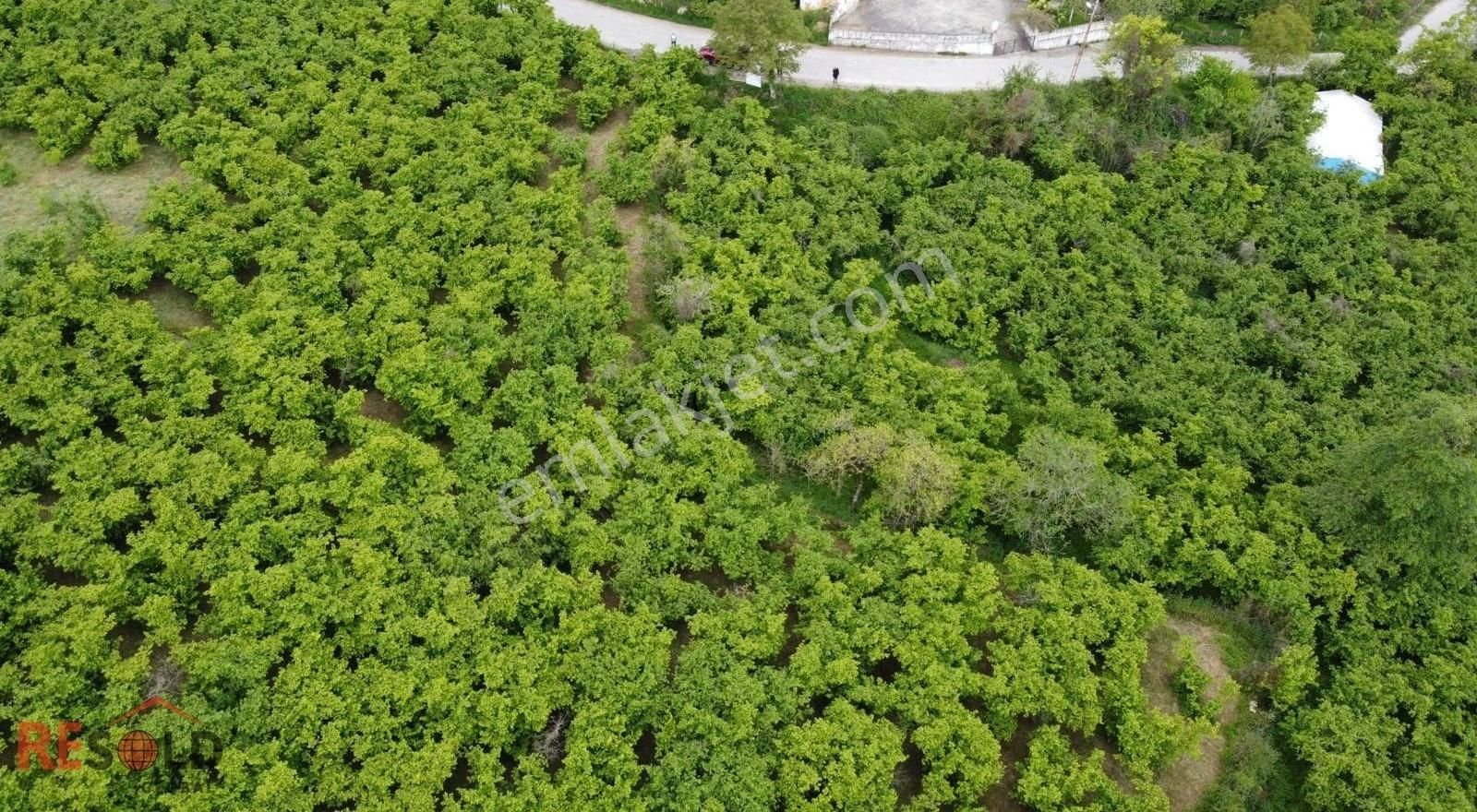 Resolddan Çatalpınarda Müstakil Tapulu 5.000 M2 Satılık Arsa..! - Görsel 7