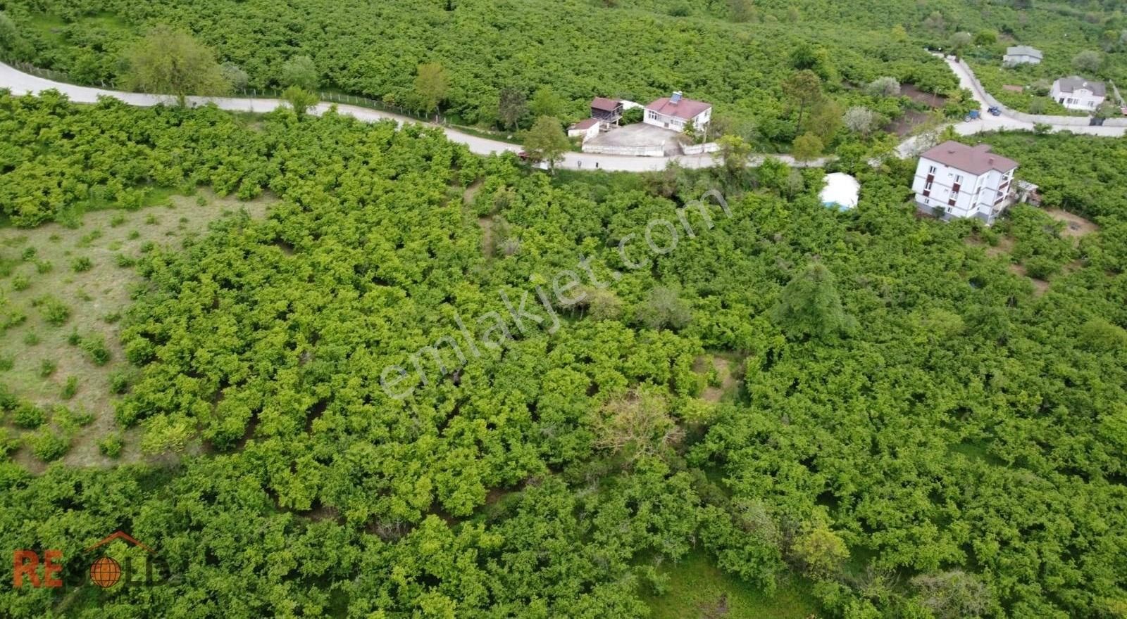 Resolddan Çatalpınarda Müstakil Tapulu 5.000 M2 Satılık Arsa..! - Görsel 5