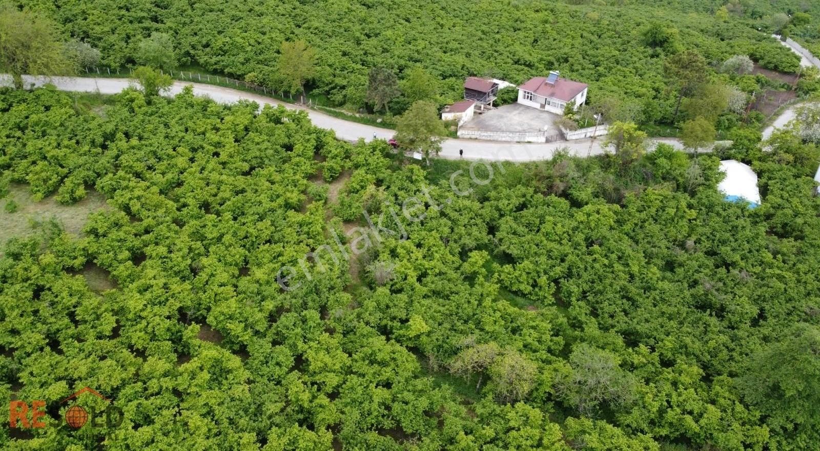 Resolddan Çatalpınarda Müstakil Tapulu 5.000 M2 Satılık Arsa..! - Görsel 8