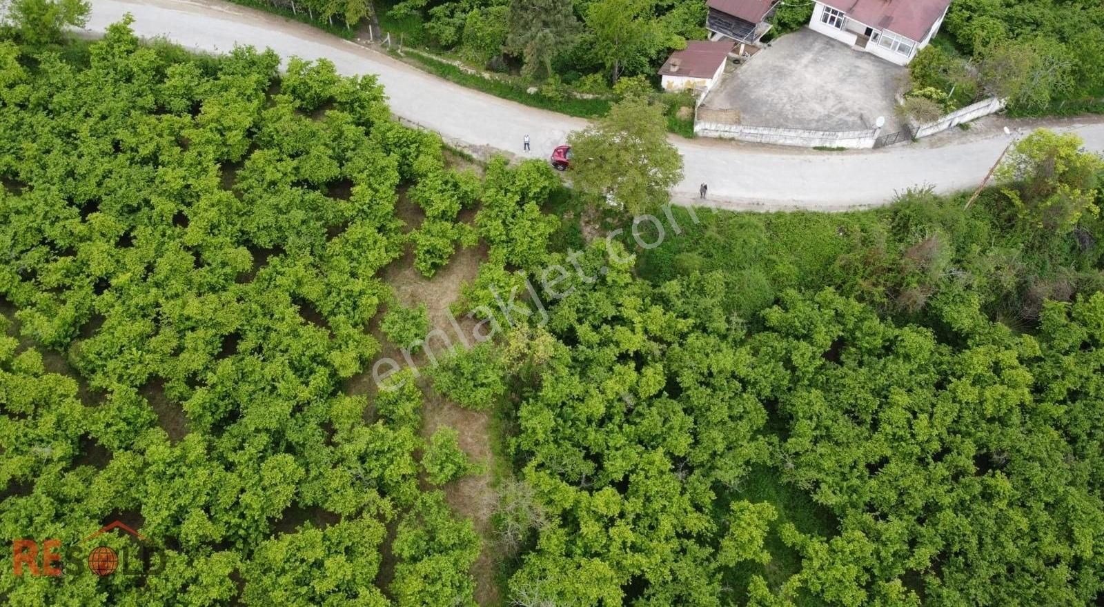 Resolddan Çatalpınarda Müstakil Tapulu 5.000 M2 Satılık Arsa..! - Görsel 4
