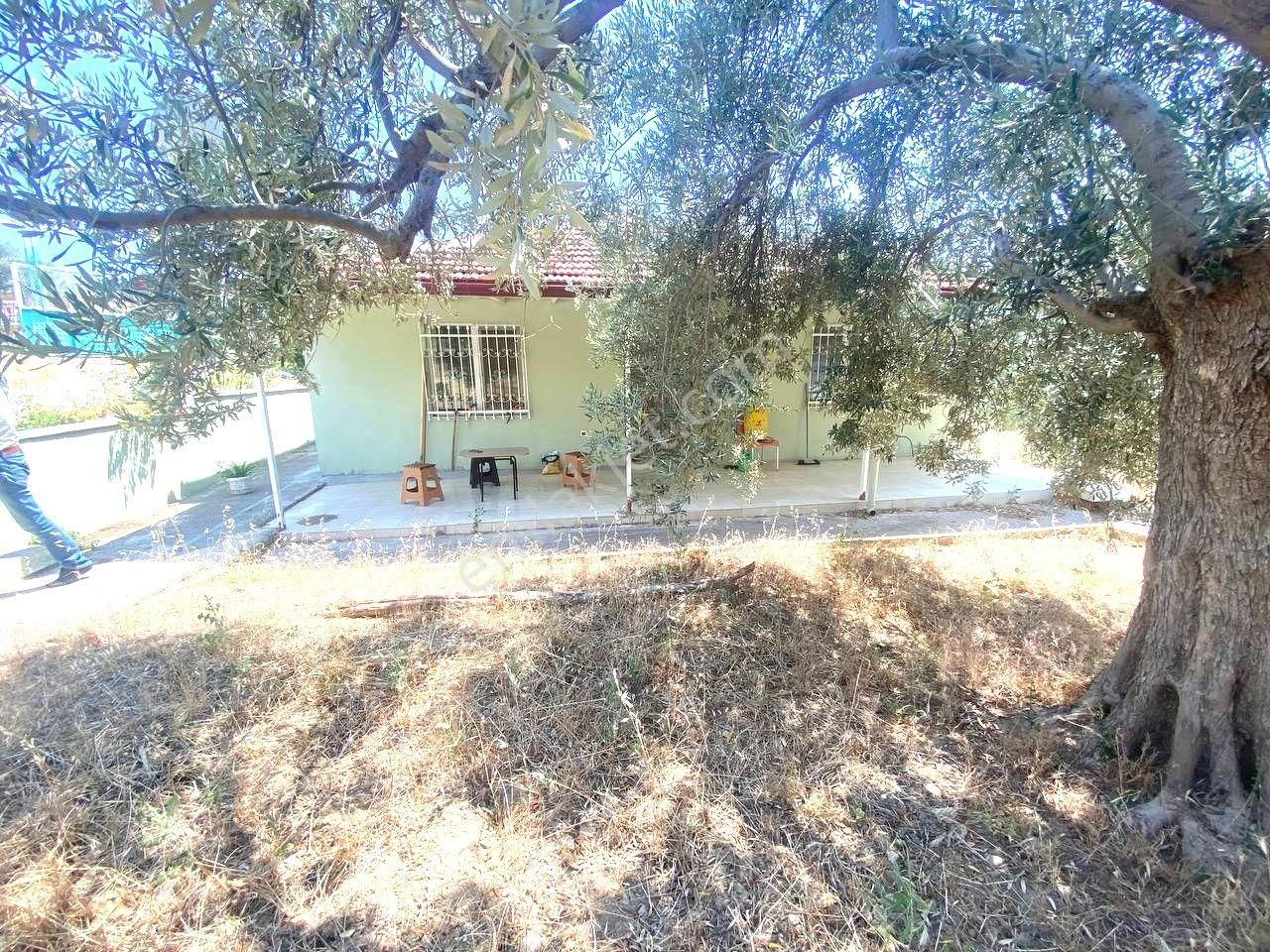 Tek Yetikili Aktiften Bahadınlıda Hayallerin Ötesinde 18 Adet Zeytin Ağacı Satılık 2+1 Müstakil Ev - Görsel 30