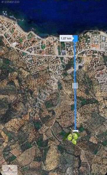 Demircan Emlaktan Pelitköy Sitelere Yakın Acil Satılık Zeytinlik