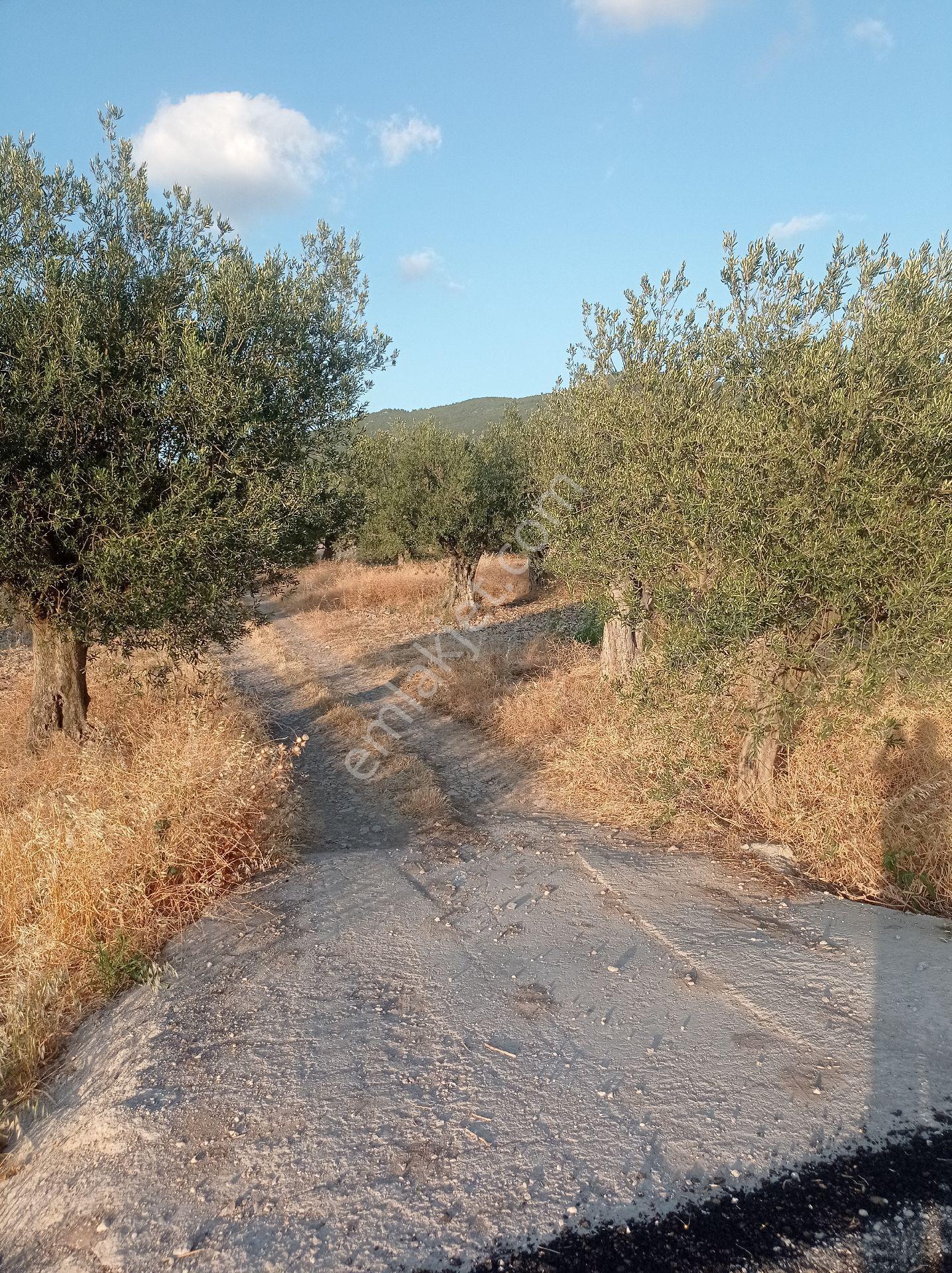Yeliz'den Manisa Soma'da Asfalt Kenarı Zeytinlik - Görsel 10
