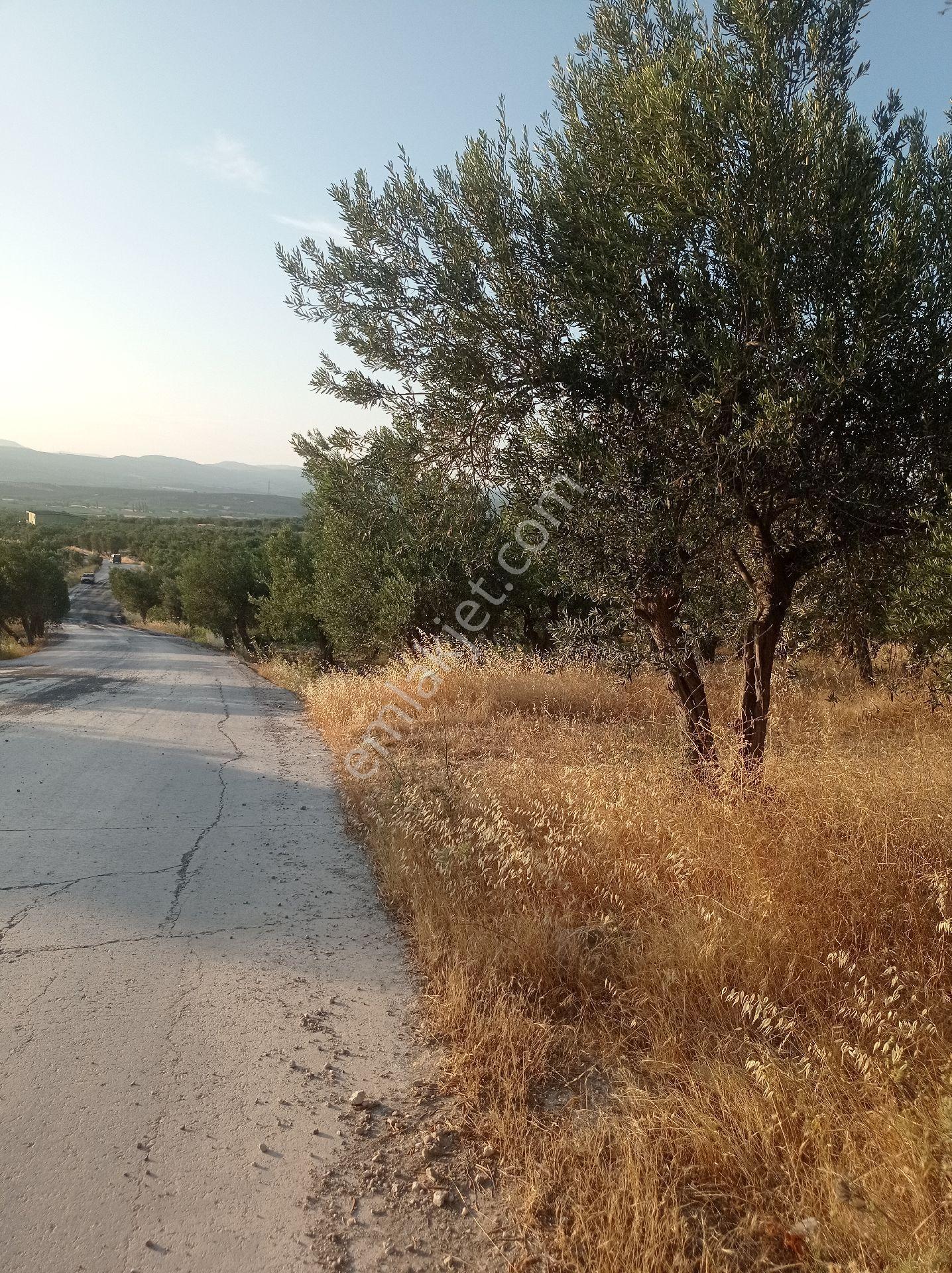 Yeliz'den Manisa Soma'da Asfalt Kenarı Zeytinlik - Görsel 9