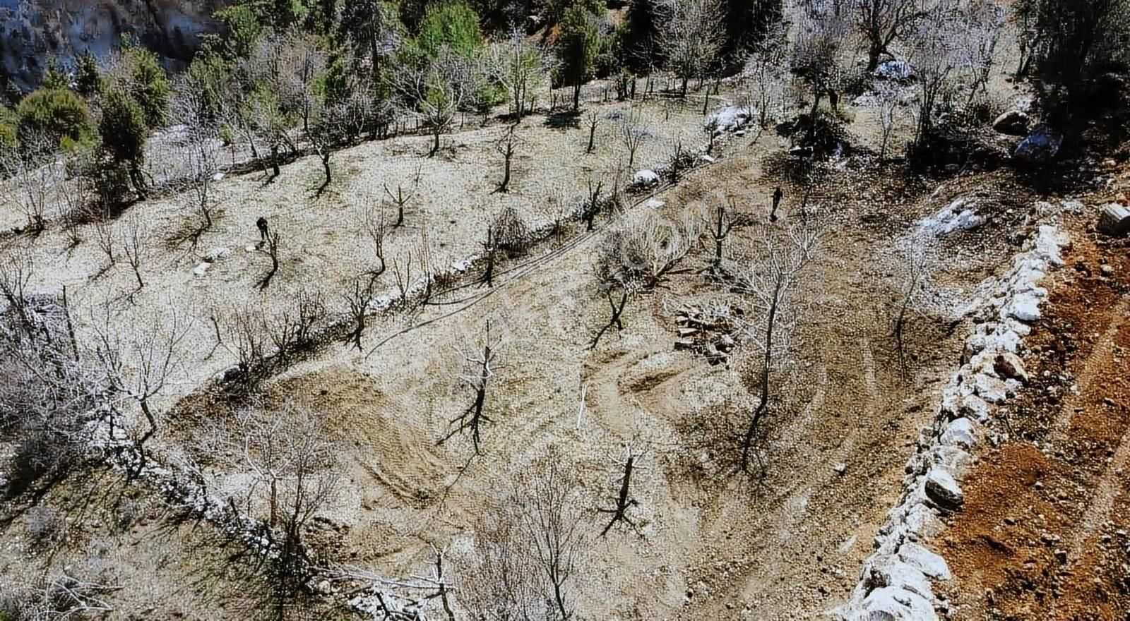 Antalya Kaş'ta Satılık 1967m2 Ceviz Bahçesi - Görsel 3