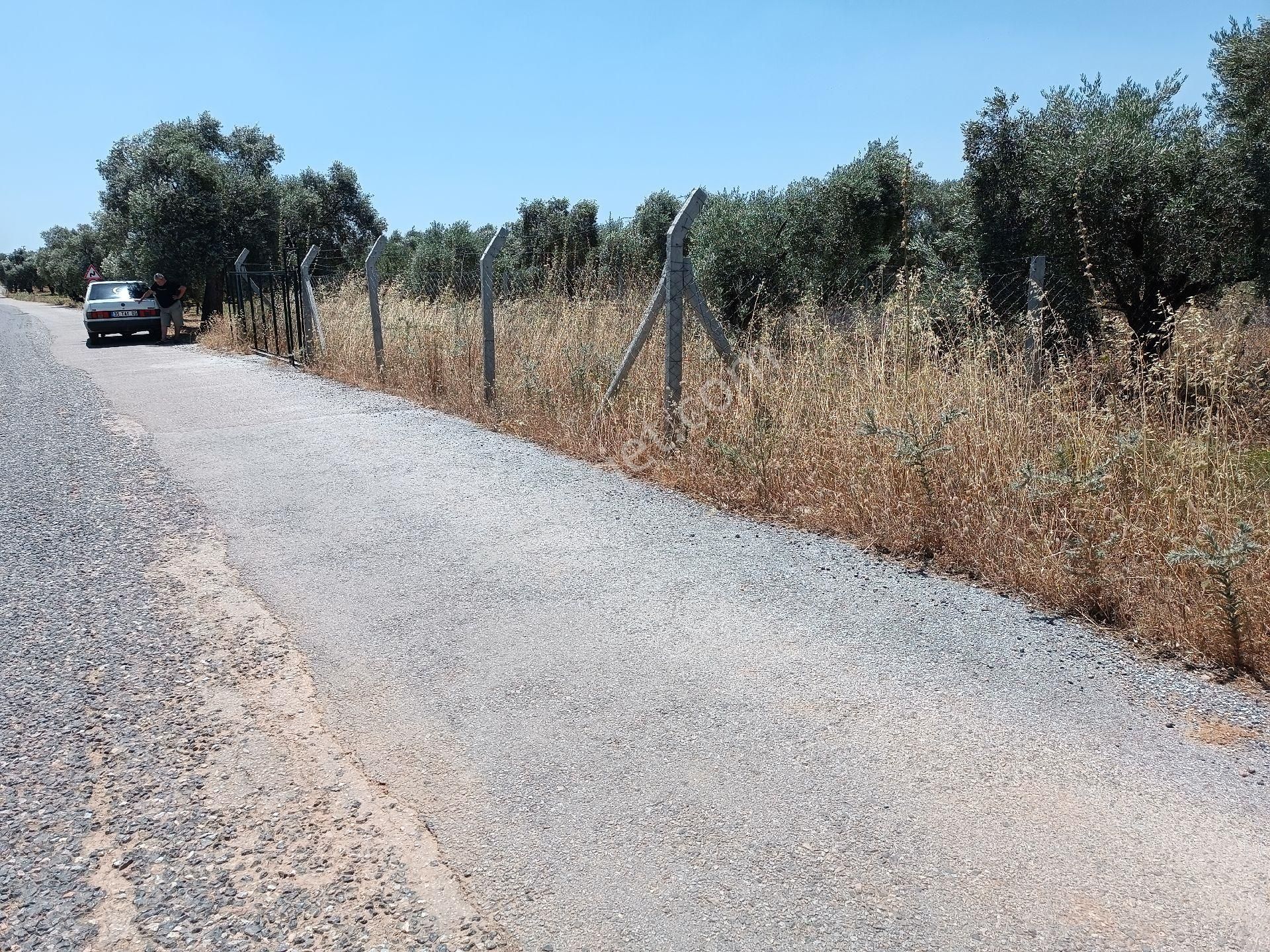 Torbalı Dirmil,de Yol Cepheli Zeytinlik