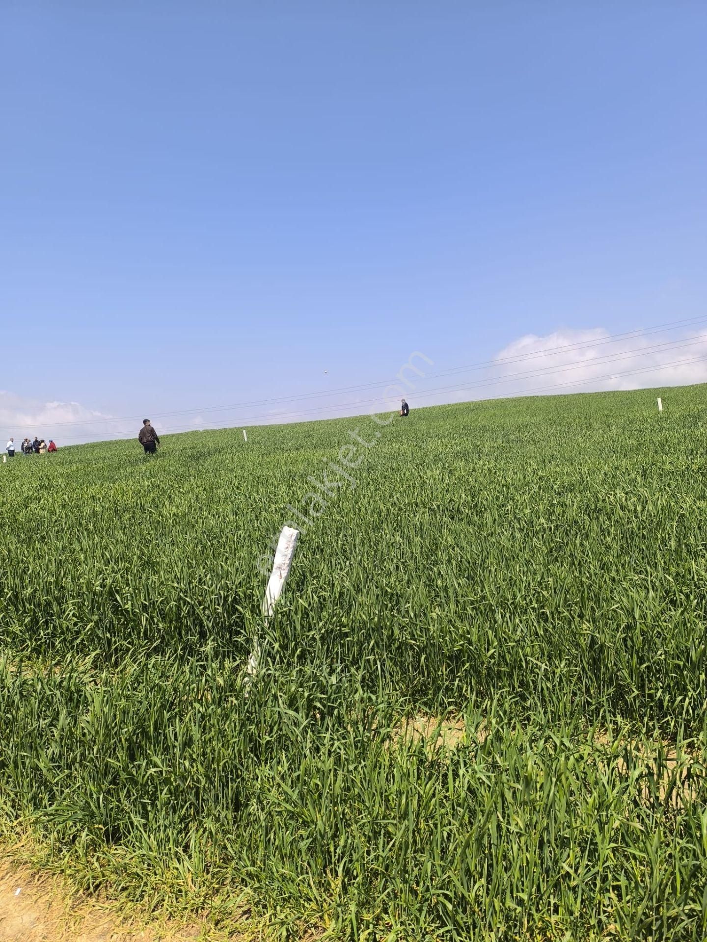 Tekirdağ Marmaraereğlisi Çeşmelide 272/12 Hisseli Denize Yakın Yerimiz