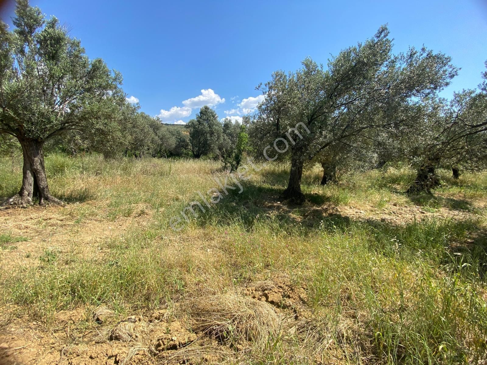 Balıkesir Burhaniyede Satılık Zeytinlik - Görsel 4