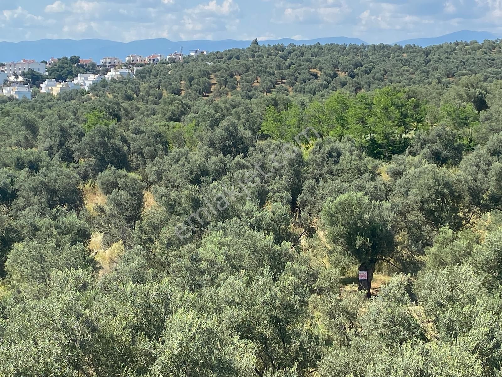 Balıkesir Burhaniyede Satılık Zeytinlik - Görsel 17