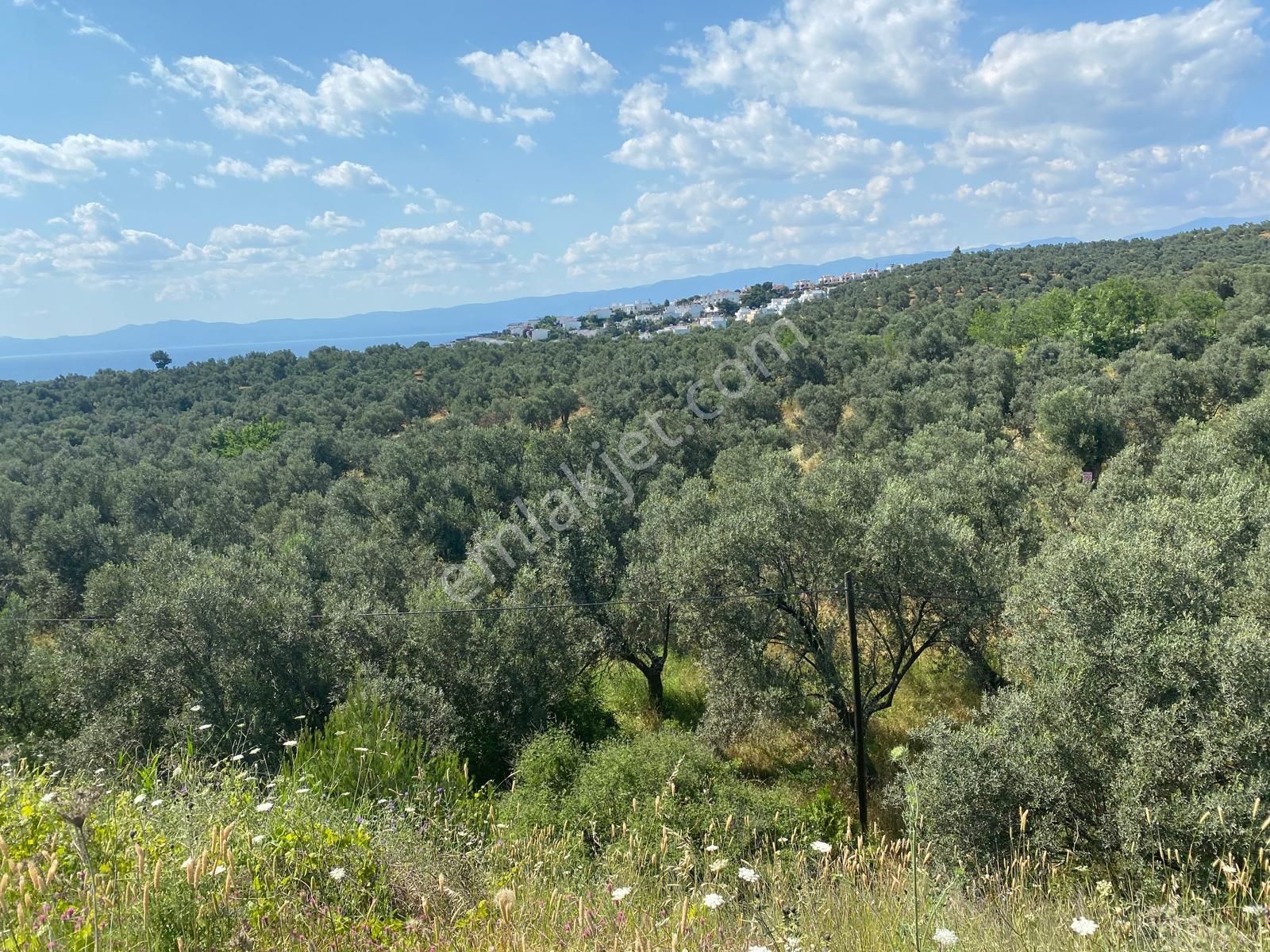 Balıkesir Burhaniyede Satılık Zeytinlik - Görsel 14