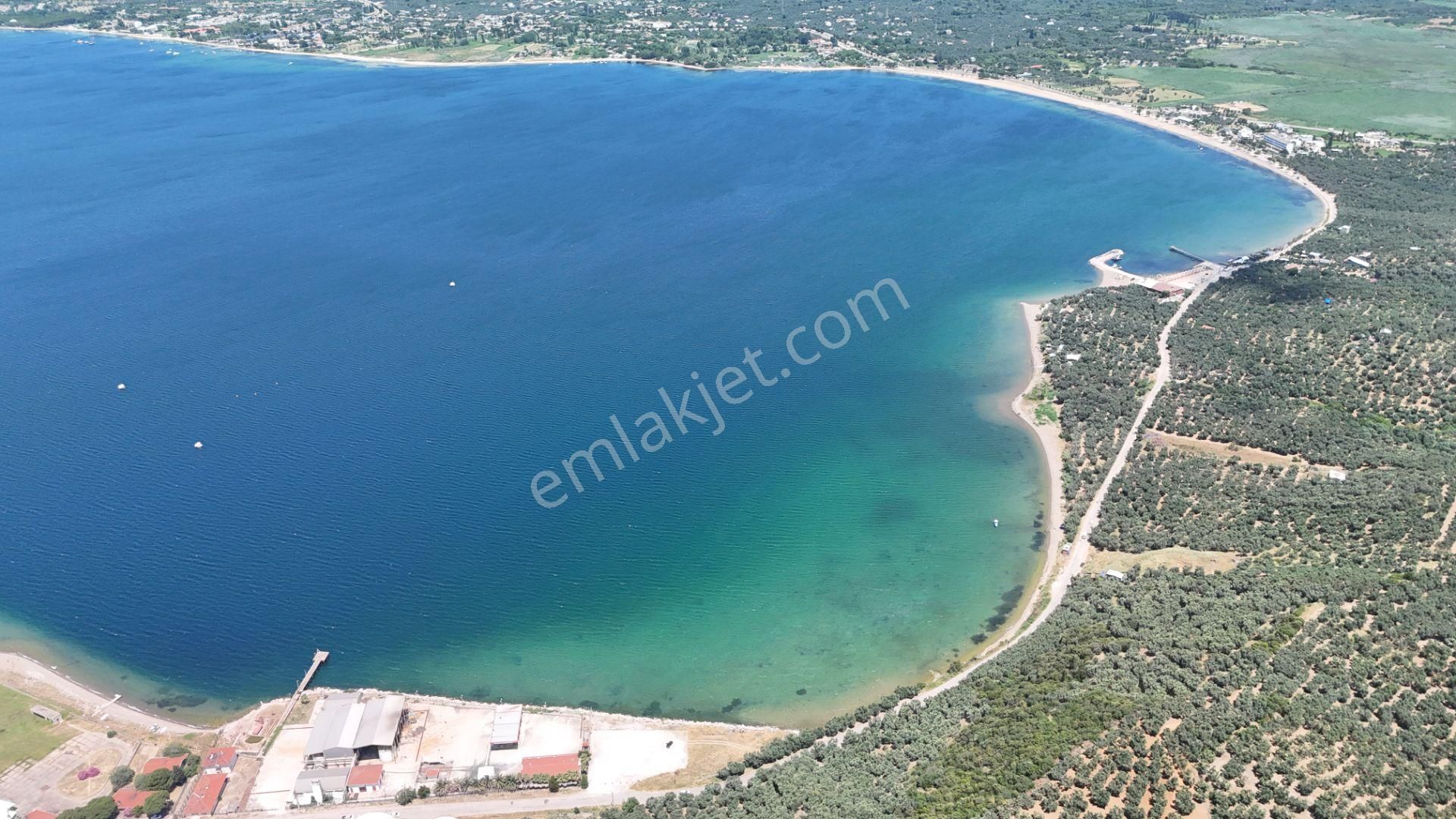 Çalışkanlar Gyo'dan Edincik'te Denizin Dibinde Satılık Zeytinlik - Görsel 5