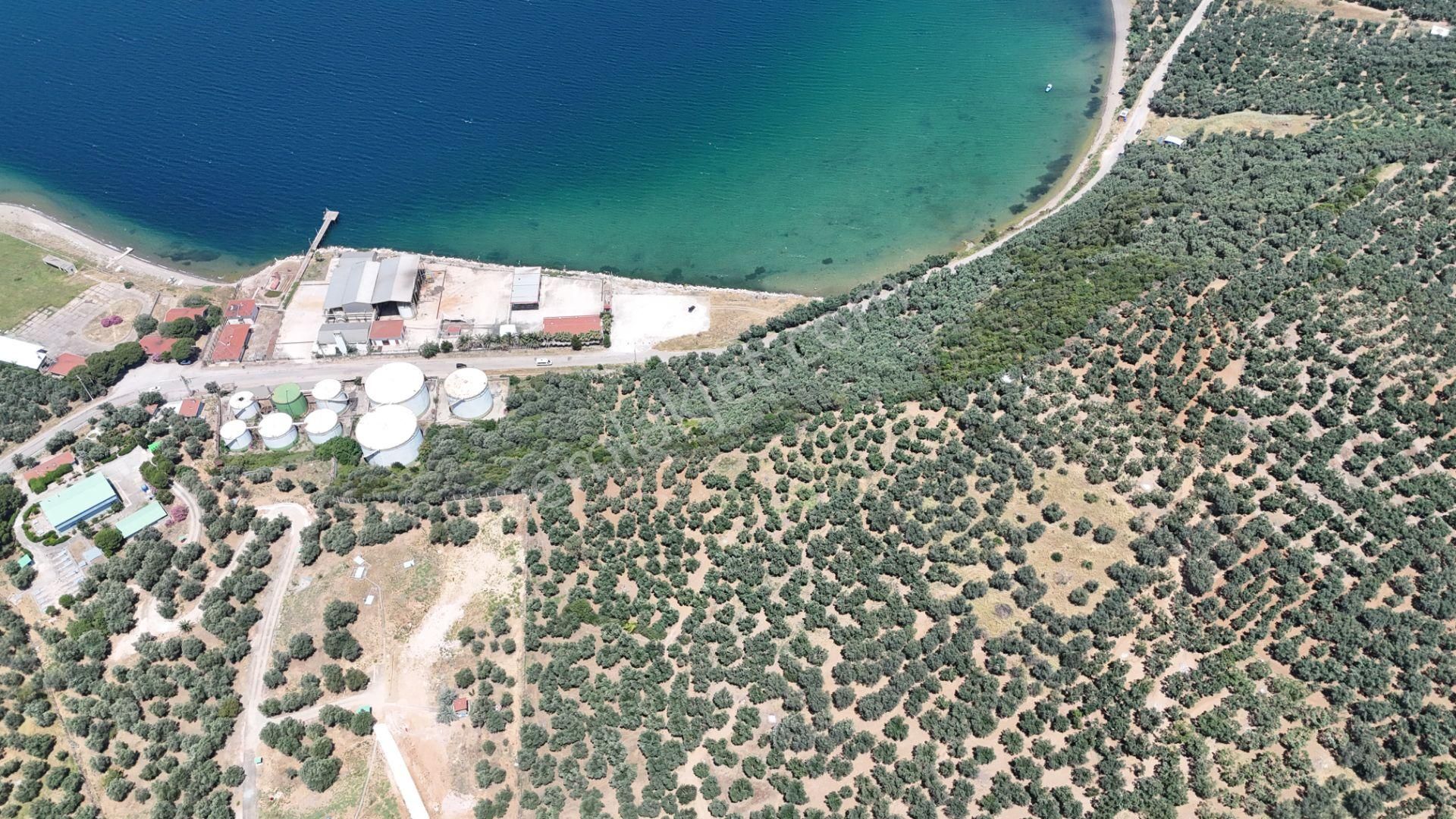Çalışkanlar Gyo'dan Edincik'te Denizin Dibinde Satılık Zeytinlik - Görsel 2