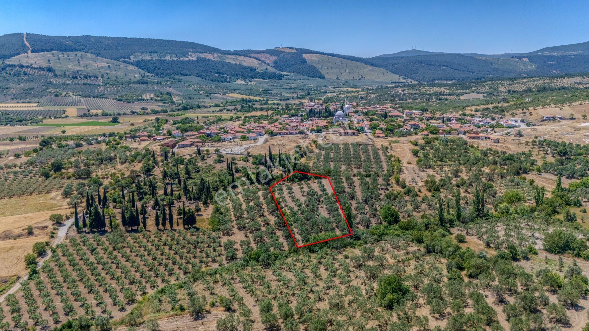 C21 Loca'dan Manisa/kırkağaç/alacalarda Satılık Süper Zeytinlik - Görsel 5