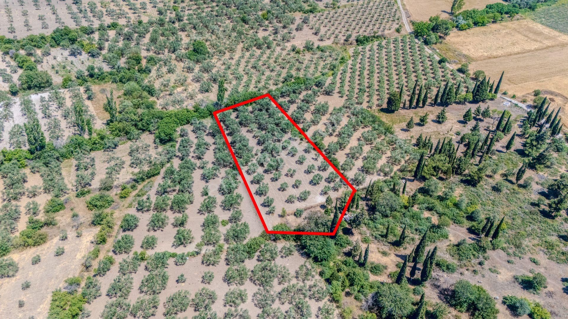C21 Loca'dan Manisa/kırkağaç/alacalarda Satılık Süper Zeytinlik - Görsel 3