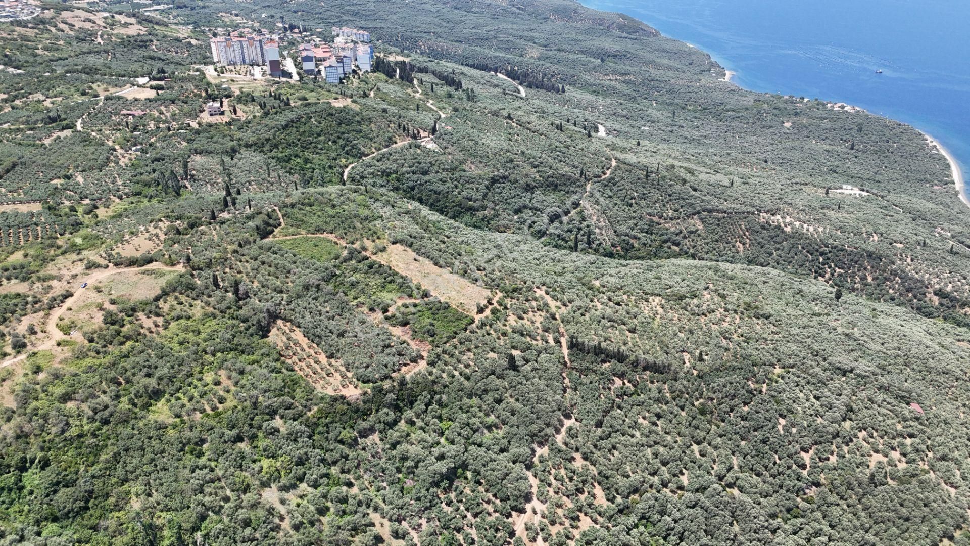 Çalışkanlar Gyo'dan Edincik'te Satılık 3480 M2 Satılık Fırsat! - Görsel 35
