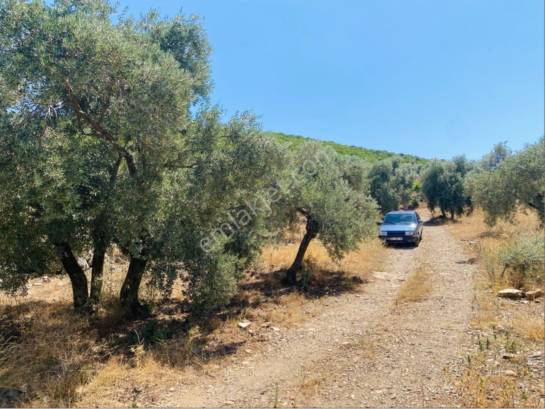 Akar Emlaktan Satılık Zeytinlik