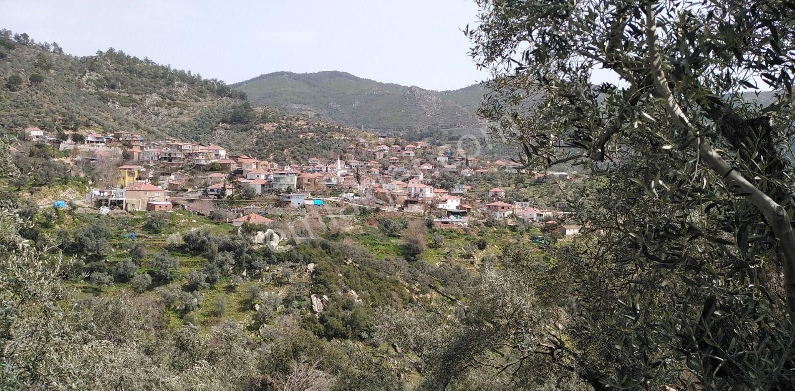 Fırsat !!! Muğla Milas Akçalı Köyü'nde Yola Cephe 309 M2 Zeytinlik!
