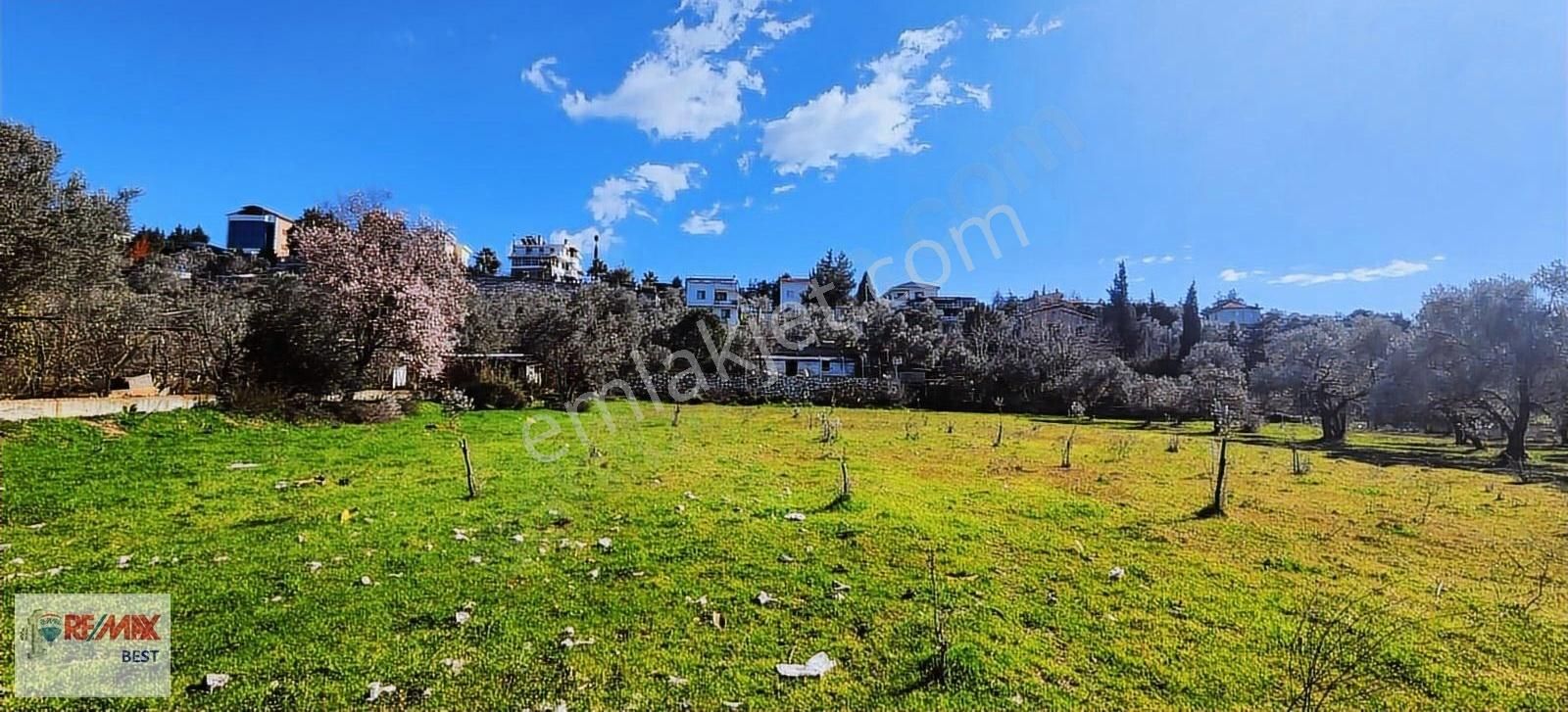 Buca 29 Ekim Mahallesinde 815 M2 Zeytinlik
