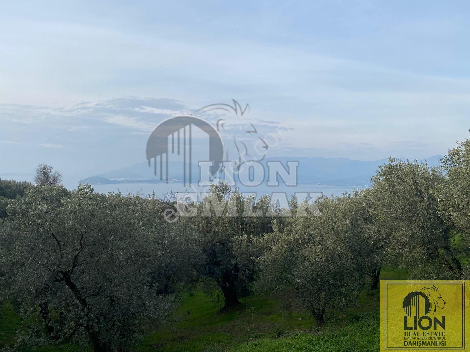 🟨⬛lıon Emlak'tan Bandırma Edincik Mahallesinde 956m² Satılık Zeytinlik⬛🟨 - Görsel 31