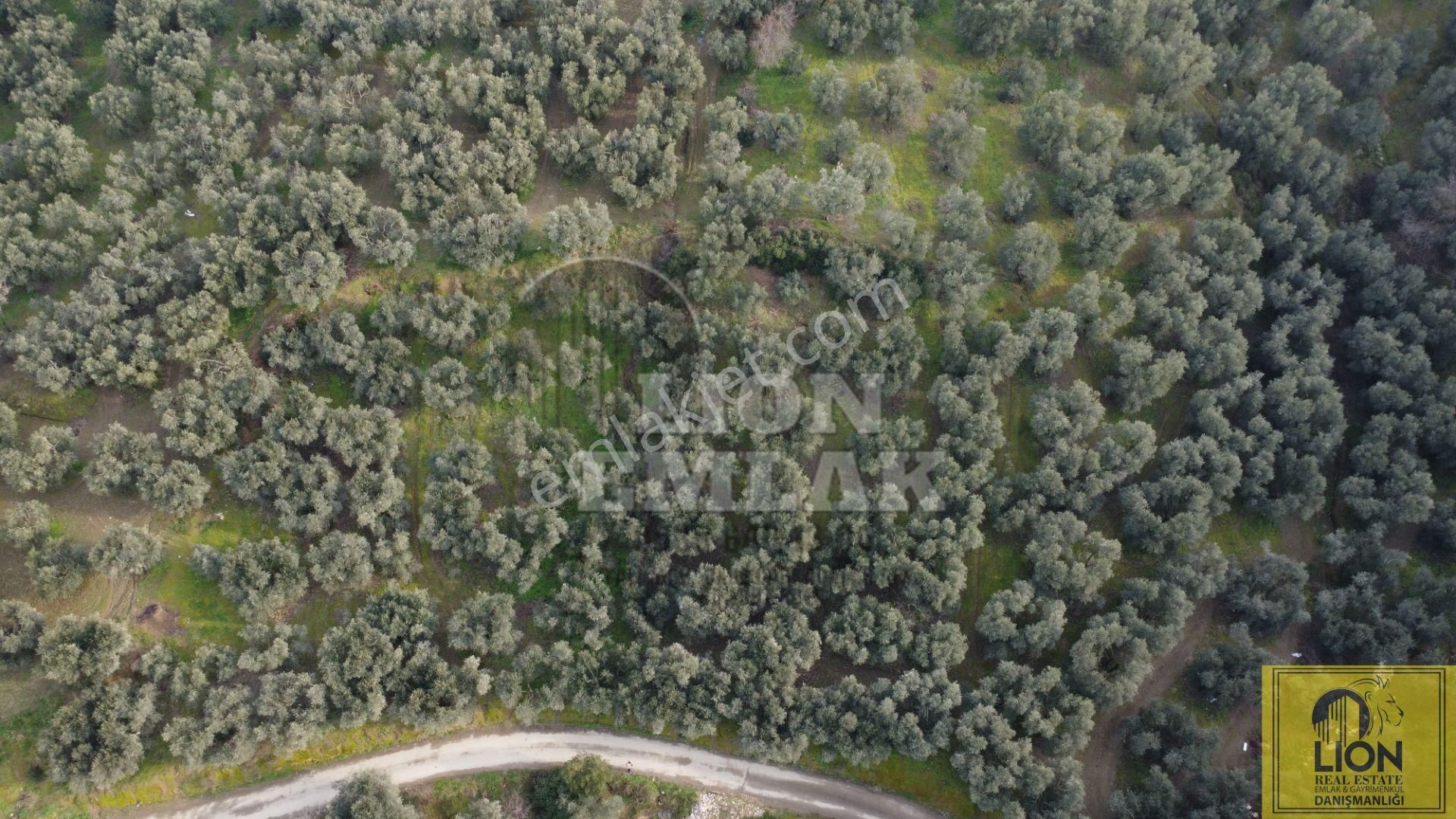 🟨⬛lıon Emlak'tan Bandırma Edincik Mahallesinde 956m² Satılık Zeytinlik⬛🟨 - Görsel 26