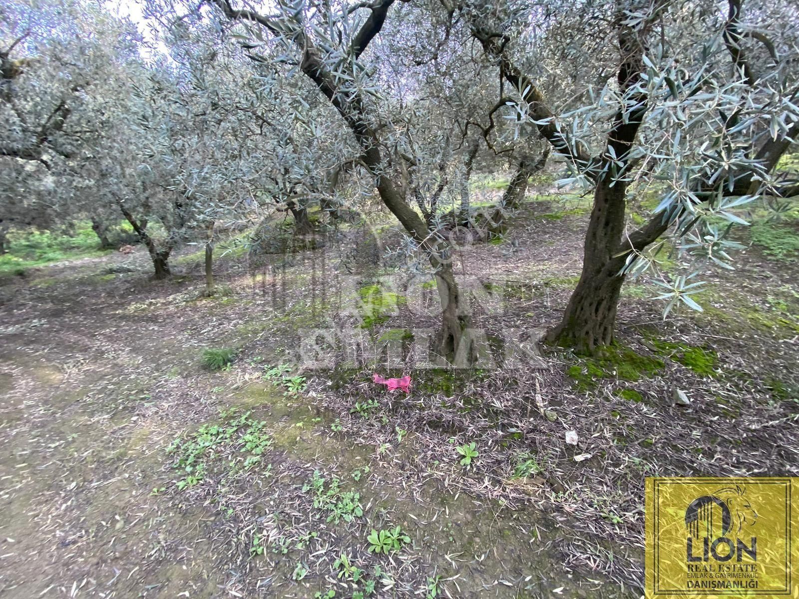 🟨⬛lıon Emlak'tan Bandırma Edincik Mahallesinde 956m² Satılık Zeytinlik⬛🟨 - Görsel 23