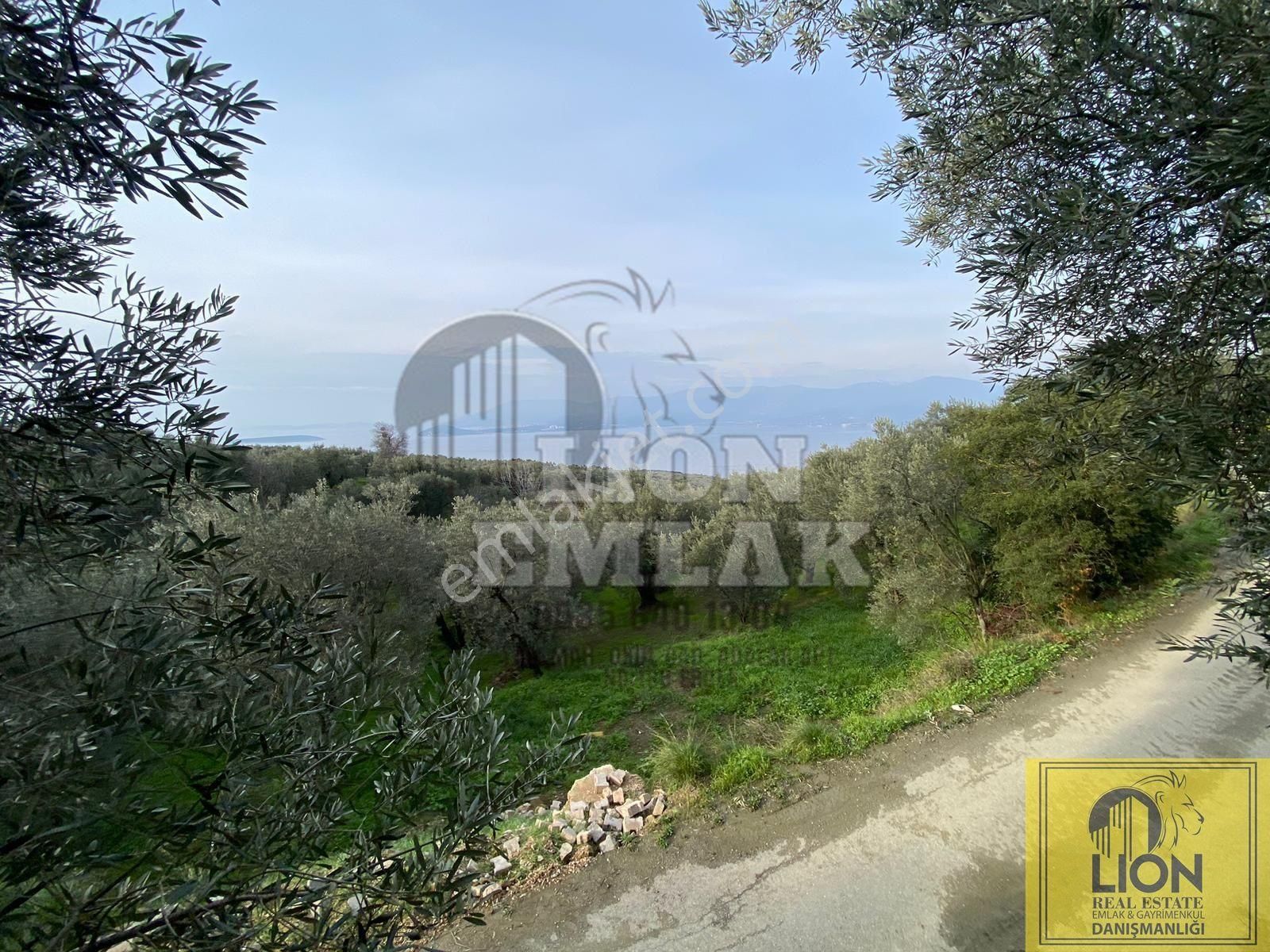🟨⬛lıon Emlak'tan Bandırma Edincik Mahallesinde 956m² Satılık Zeytinlik⬛🟨 - Görsel 10