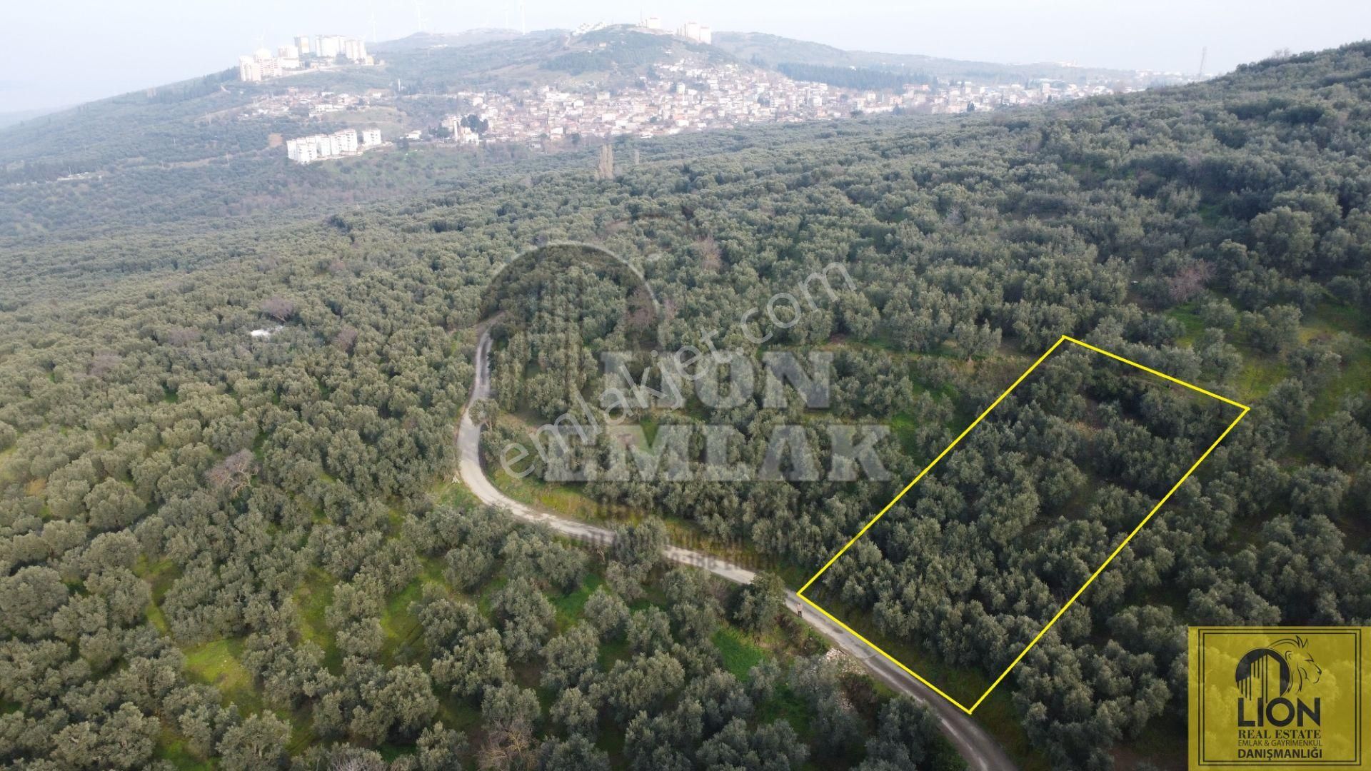 🟨⬛lıon Emlak'tan Bandırma Edincik Mahallesinde 956m² Satılık Zeytinlik⬛🟨 - Görsel 7