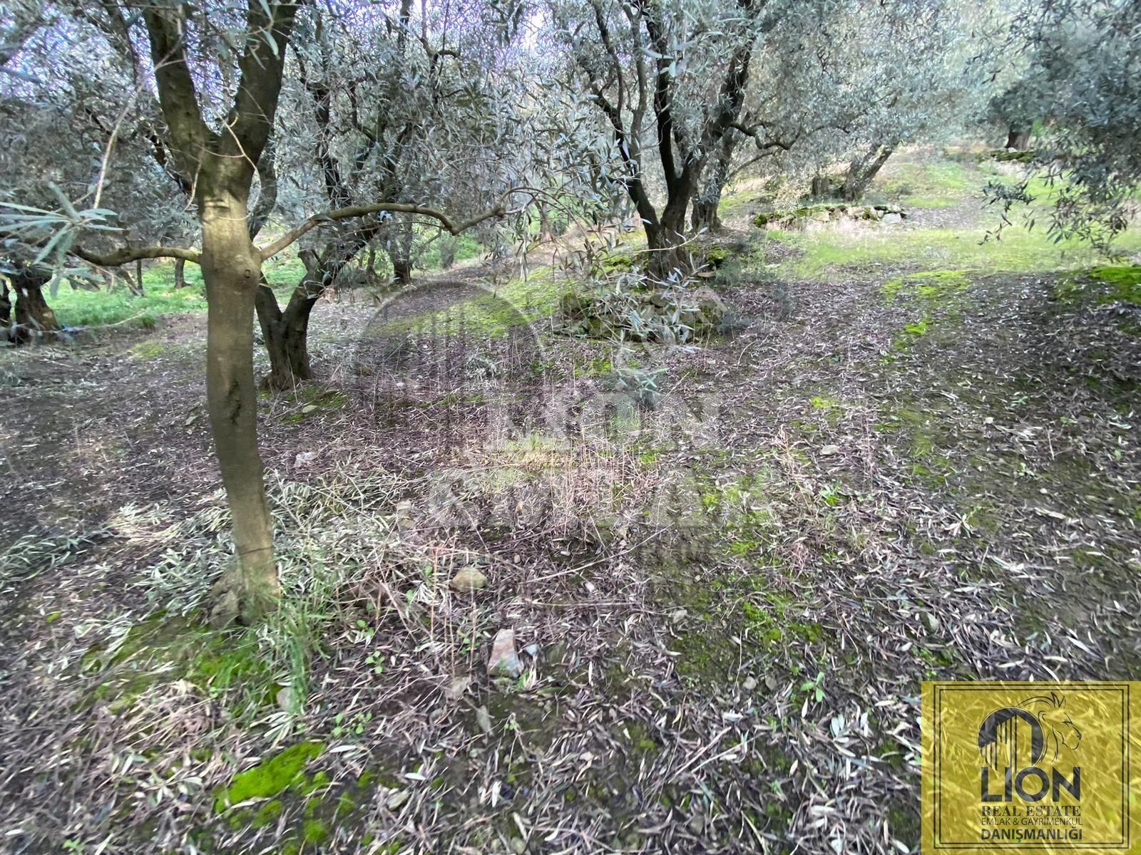 🟨⬛lıon Emlak'tan Bandırma Edincik Mahallesinde 956m² Satılık Zeytinlik⬛🟨 - Görsel 17