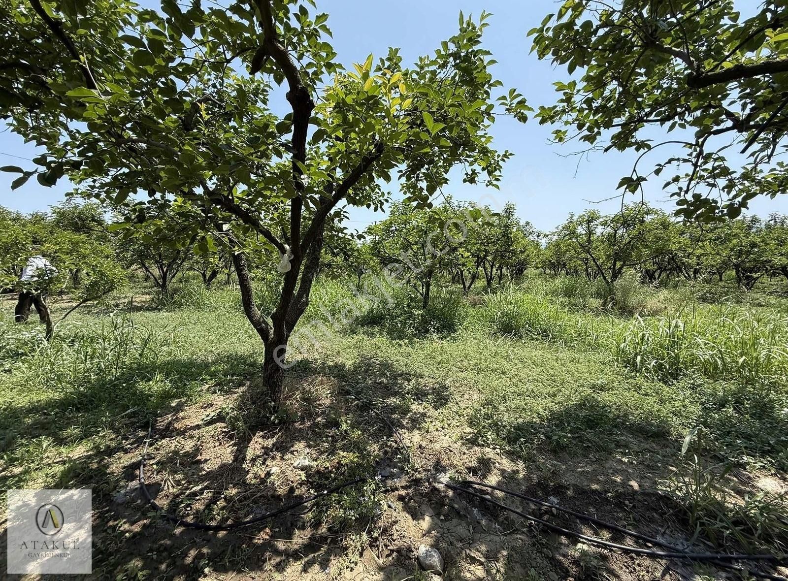 Atakul Gayrimenkul-armutlu'da Ana Yol 9930m2 Seralı Bahçe - Görsel 12