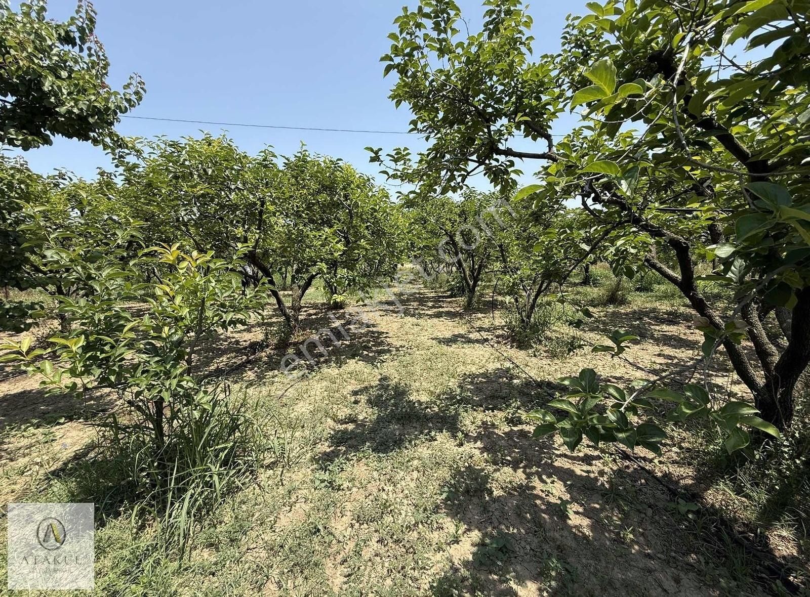 Atakul Gayrimenkul-armutlu'da Ana Yol 9930m2 Seralı Bahçe - Görsel 2