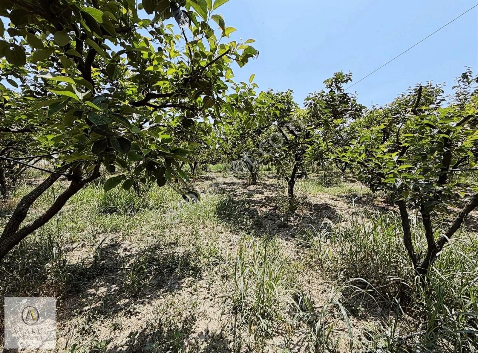 Atakul Gayrimenkul-armutlu'da Ana Yol 9930m2 Seralı Bahçe - Görsel 25