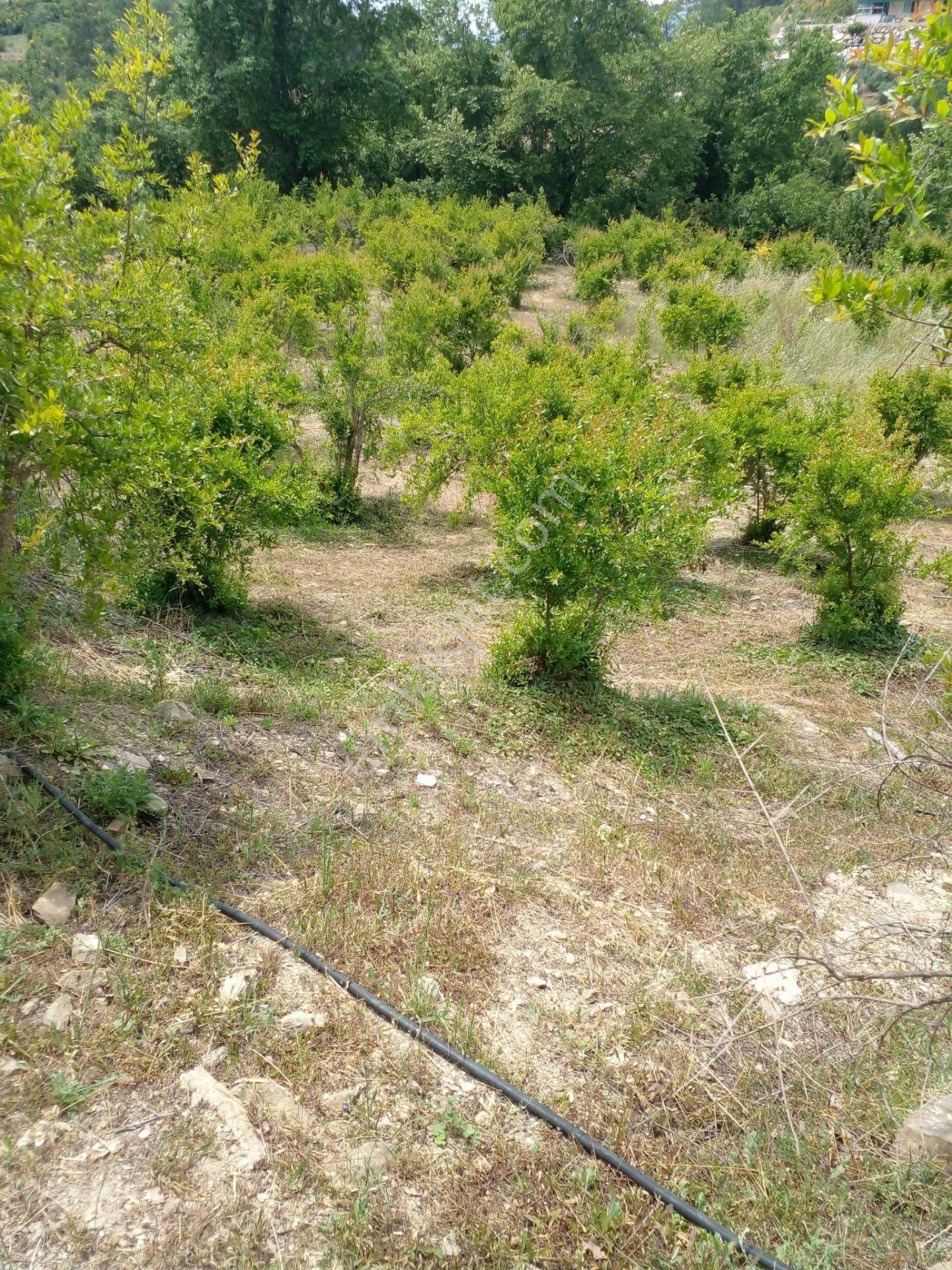 Arkadaş İnşaat Emlaktan Antalya Kumluca Da Satılık Bahçe - Görsel 9