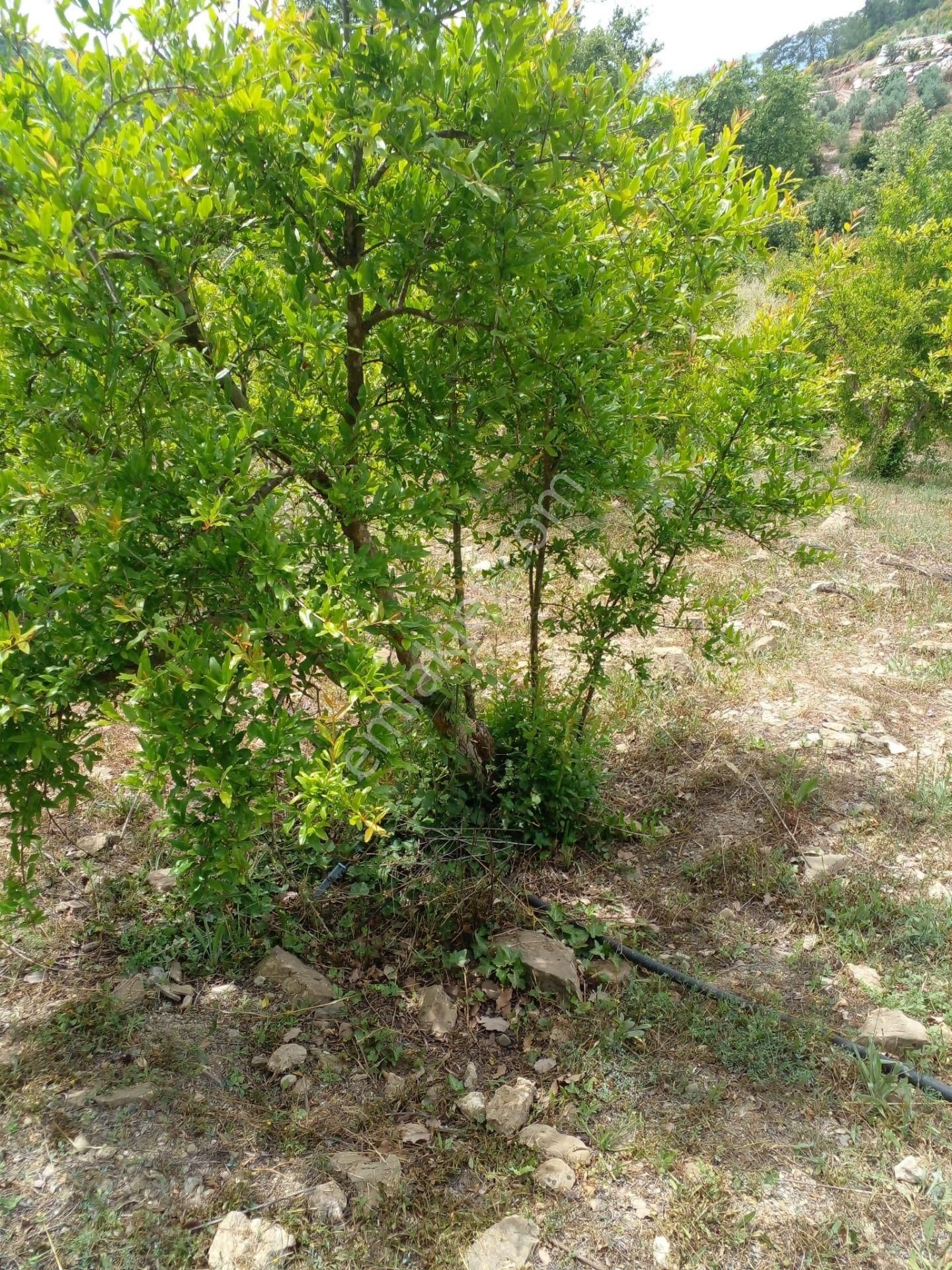 Arkadaş İnşaat Emlaktan Antalya Kumluca Da Satılık Bahçe - Görsel 15