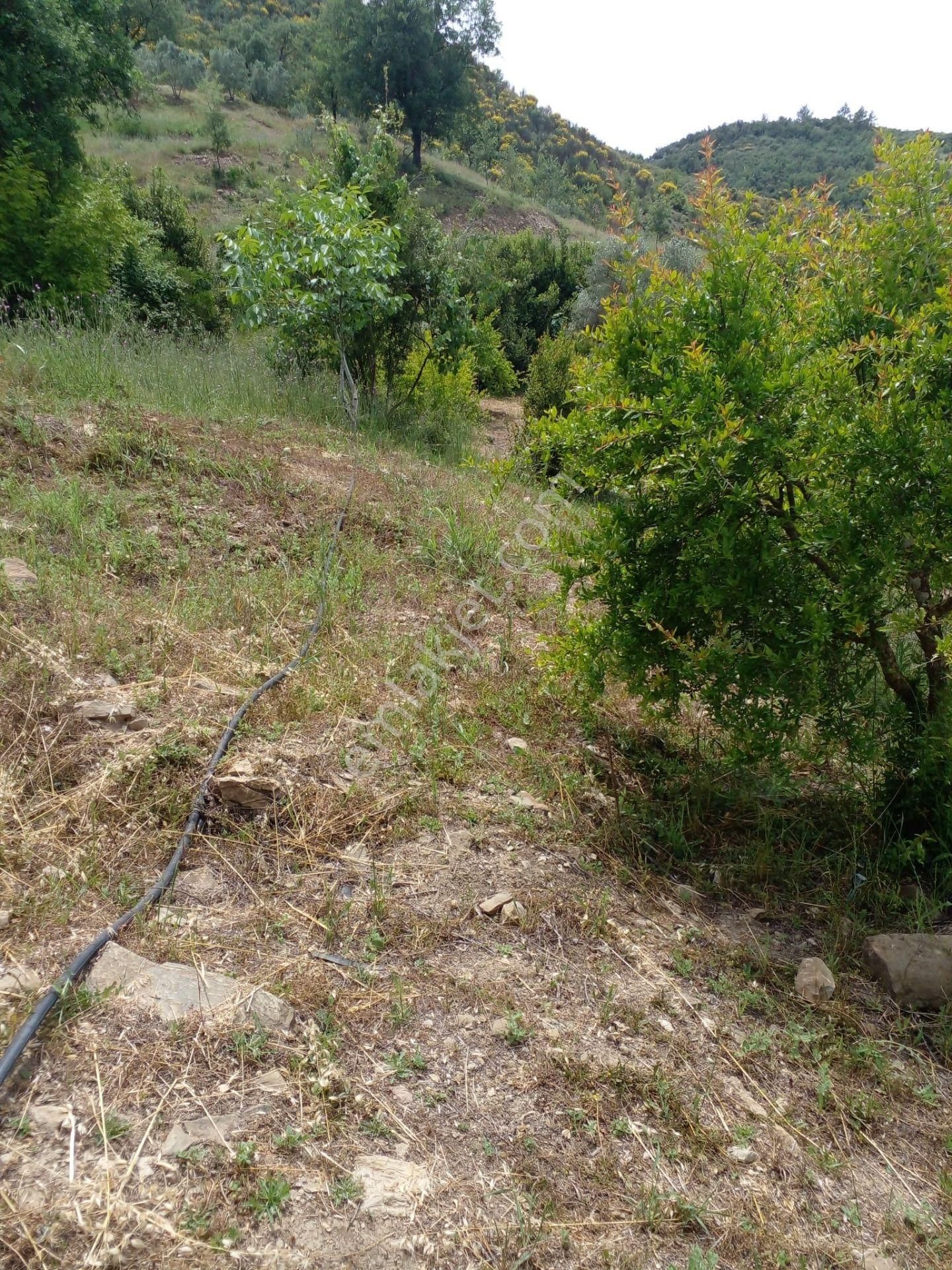 Arkadaş İnşaat Emlaktan Antalya Kumluca Da Satılık Bahçe - Görsel 12