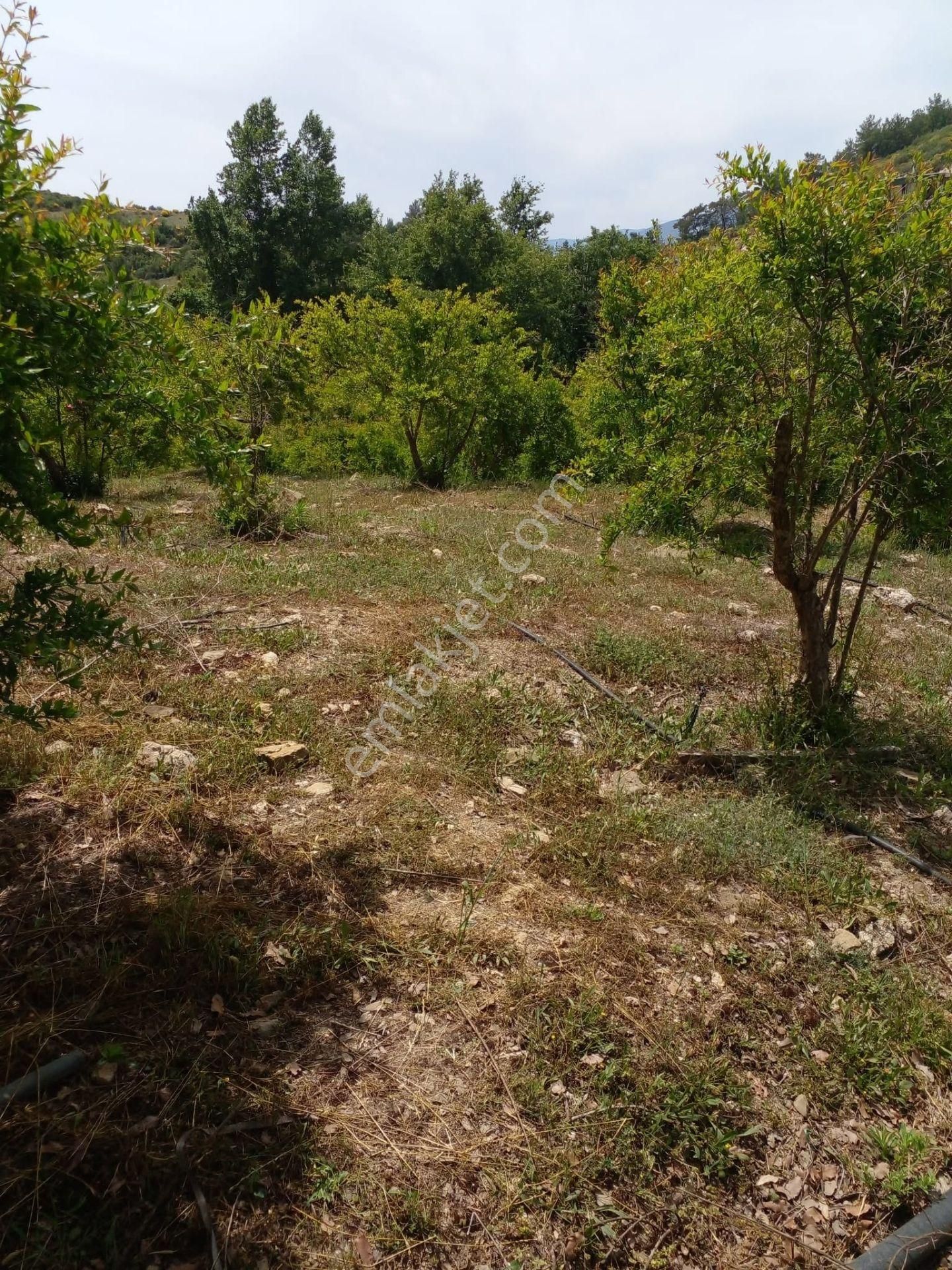 Arkadaş İnşaat Emlaktan Antalya Kumluca Da Satılık Bahçe - Görsel 7