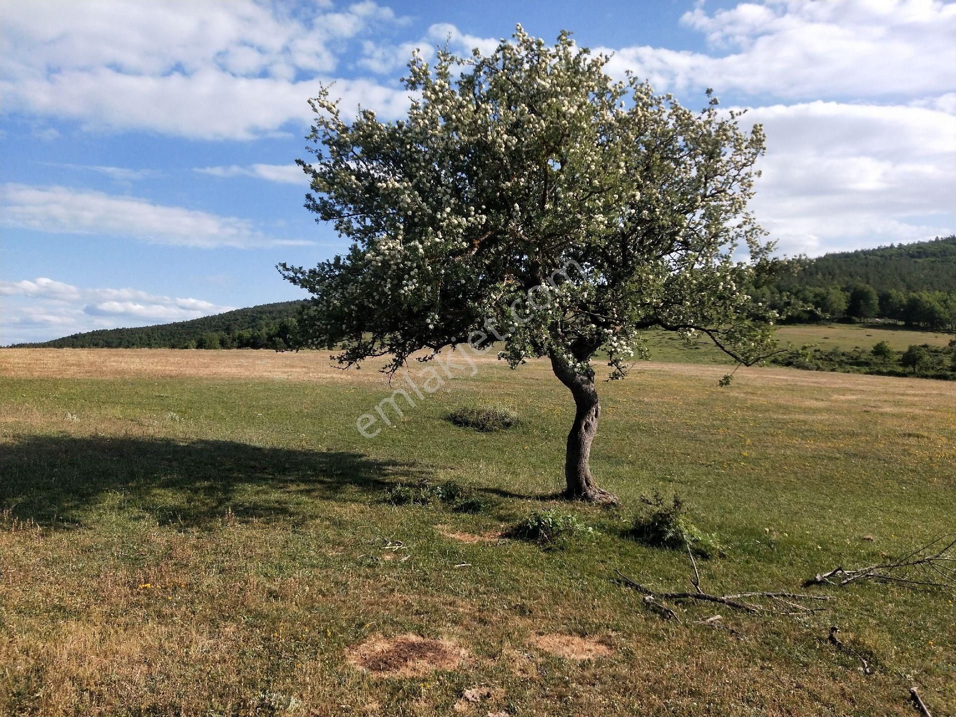 Konukça Merkeze 8 Km