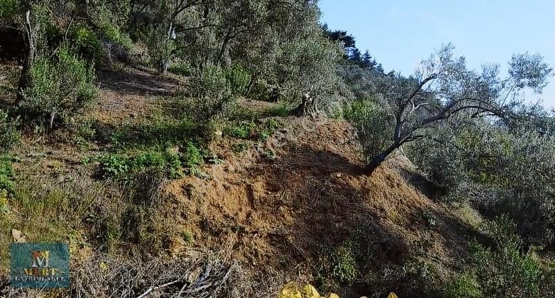Çanakkale Ayvacık Nusratlı Köyünde Zeytinlik