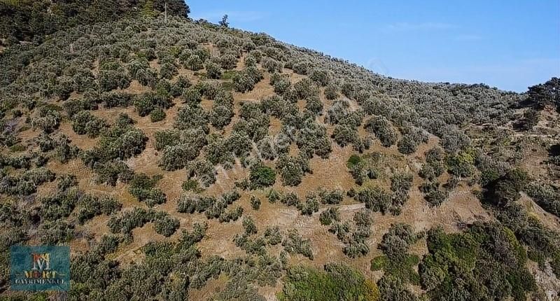 Düştü Çanakkale Ayvacık Nusra'yla Köyünde Zeytinlik