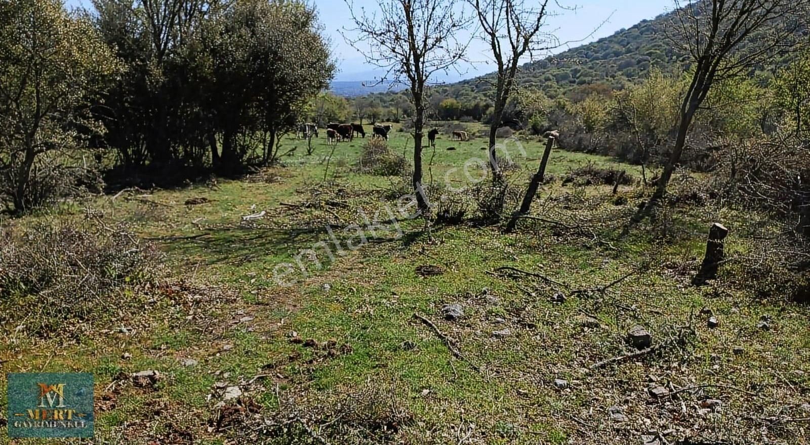 Çanakkale Ayvacık Kecikayası Köyünde Tarla