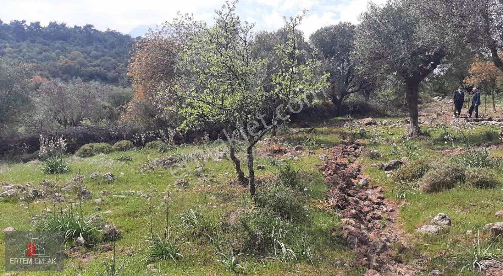 Manisa Yunusemre Mollasüleymanlı Satılık Zeytinlik Köy Yanı