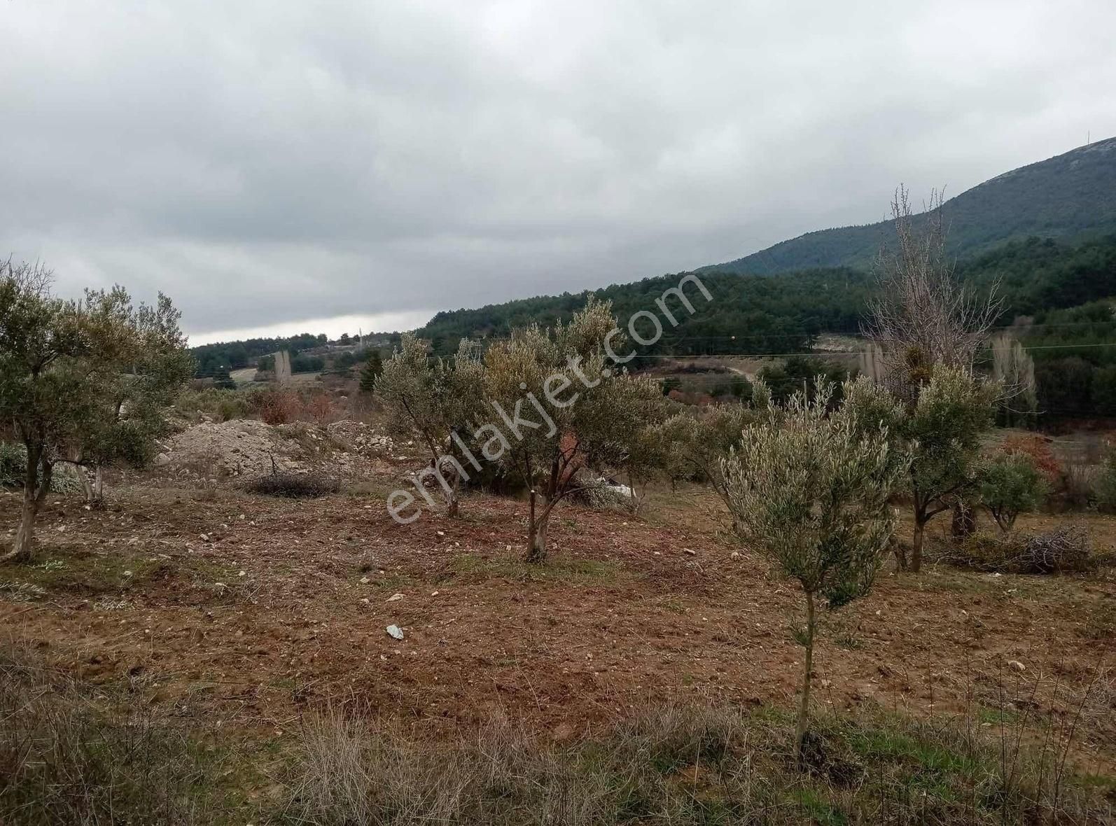 Akgün'den Göktaş Mah. Satılık Hesaplı Zeytinli Tarla