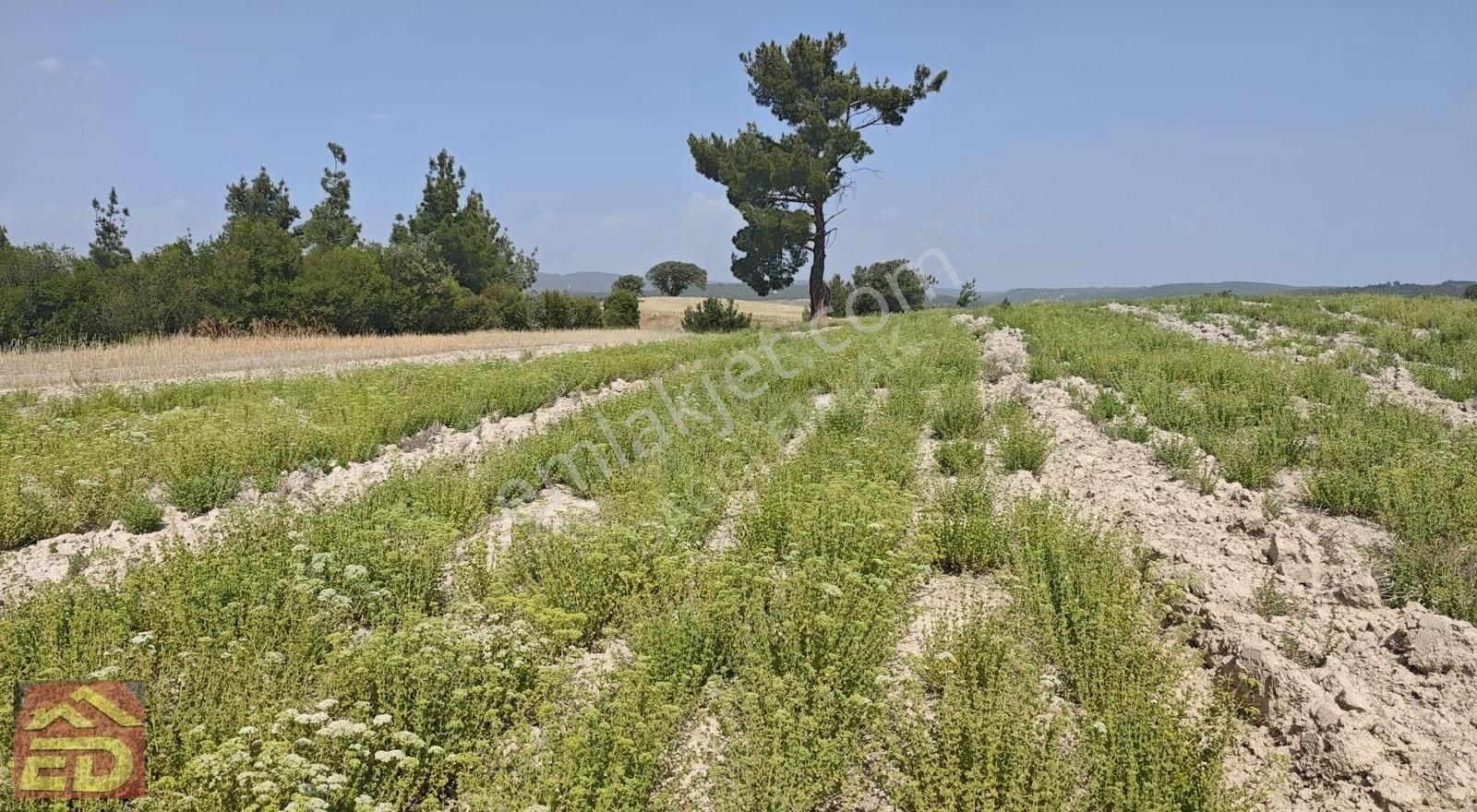 Dağcı Emlak Buldan Derbent Mah Satılık Masrafsız 17185 M2 Tarla