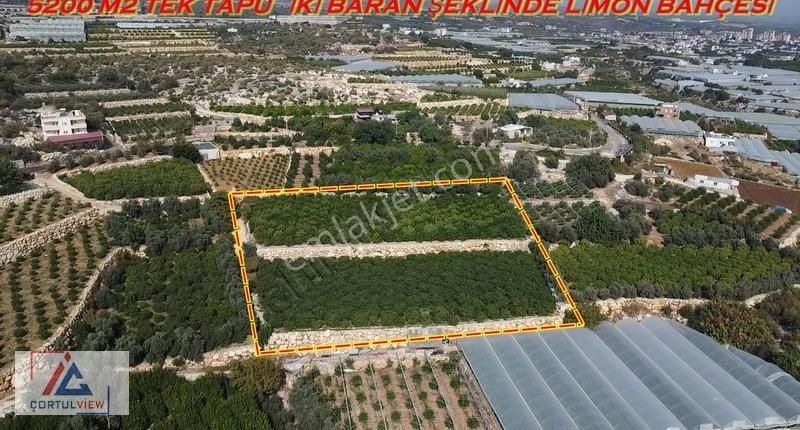 Deniz Manzaralı 5 Dönüm Limon Bahçesi