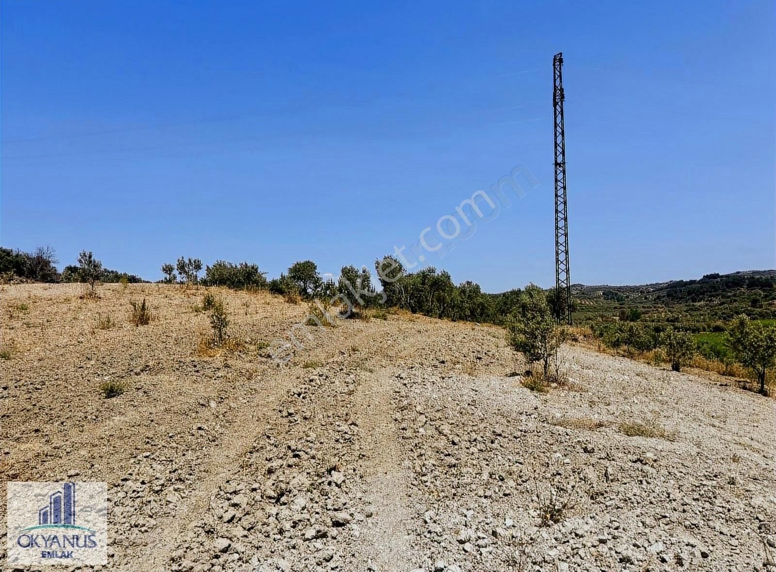 Pınarbaşın Da 11.000 M2 Zeytinlik , Elektrik+sondaj+damlama - Görsel 19